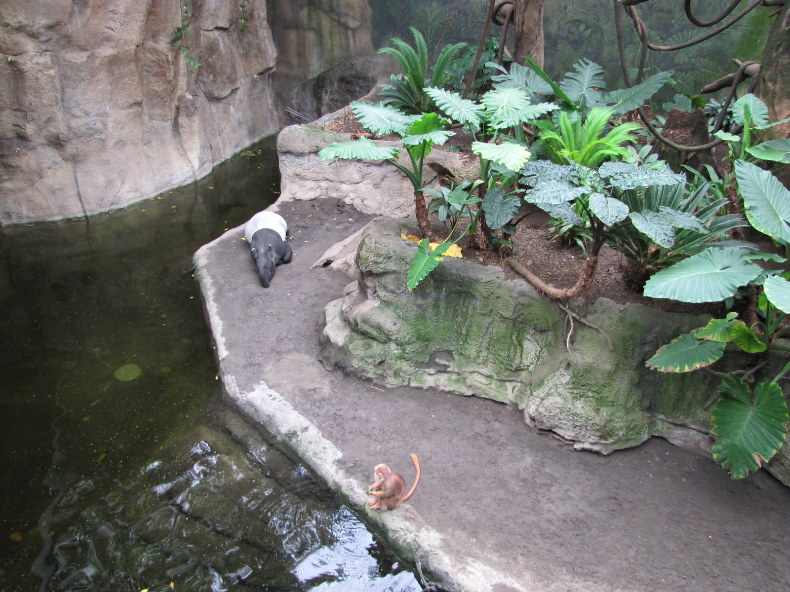 Henry Doorly Zoo 2010 - Malayan Tapir and Ebony Langur in Lied Jungle