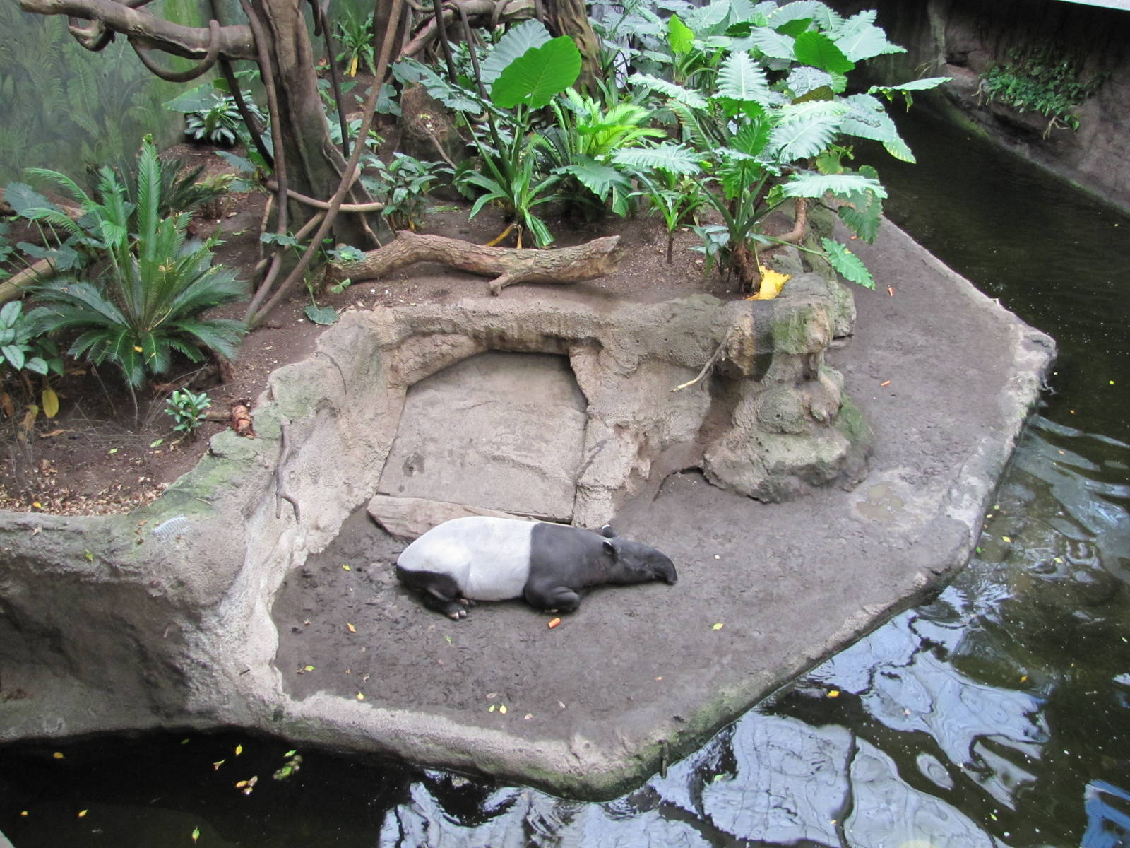 Henry Doorly Zoo 2010 - Malayan Tapir in Lied Jungle