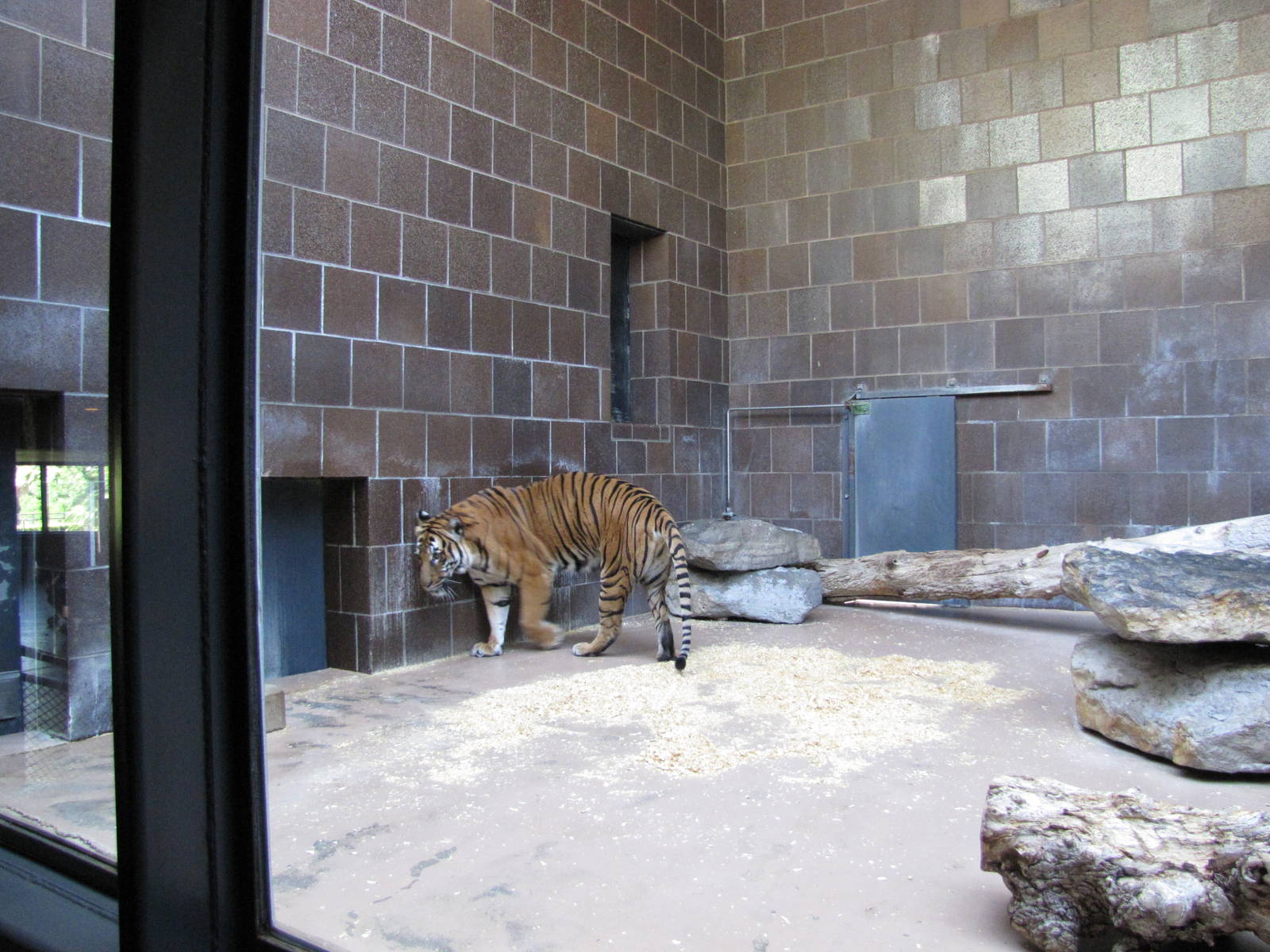 Henry Doorly Zoo 2010 - Malayan tiger in the Cat Complex