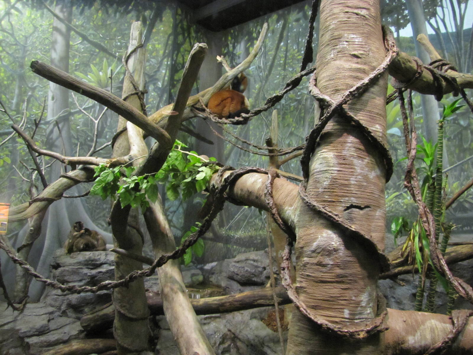 Henry Doorly Zoo 2010 - Mixed Lemur exhibit in Expedition Madagascar