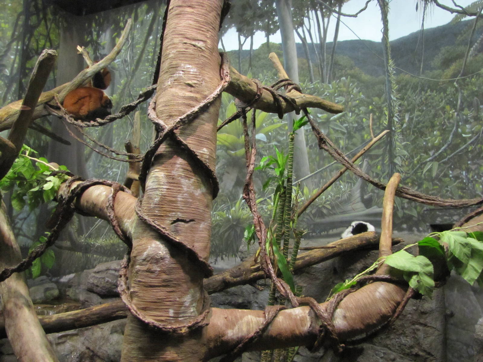 Henry Doorly Zoo 2010 - Mixed Lemur exhibit in Expedition Madagascar