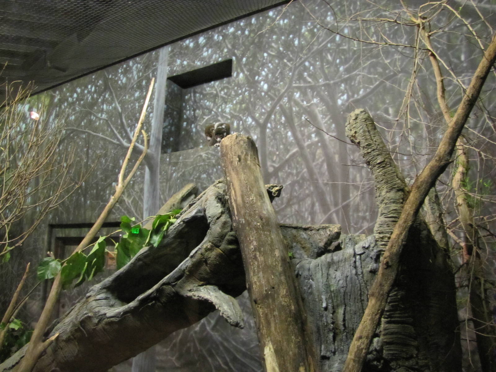 Henry Doorly Zoo 2010 - Mongoose Lemur exhibit in Expedition Madagascar