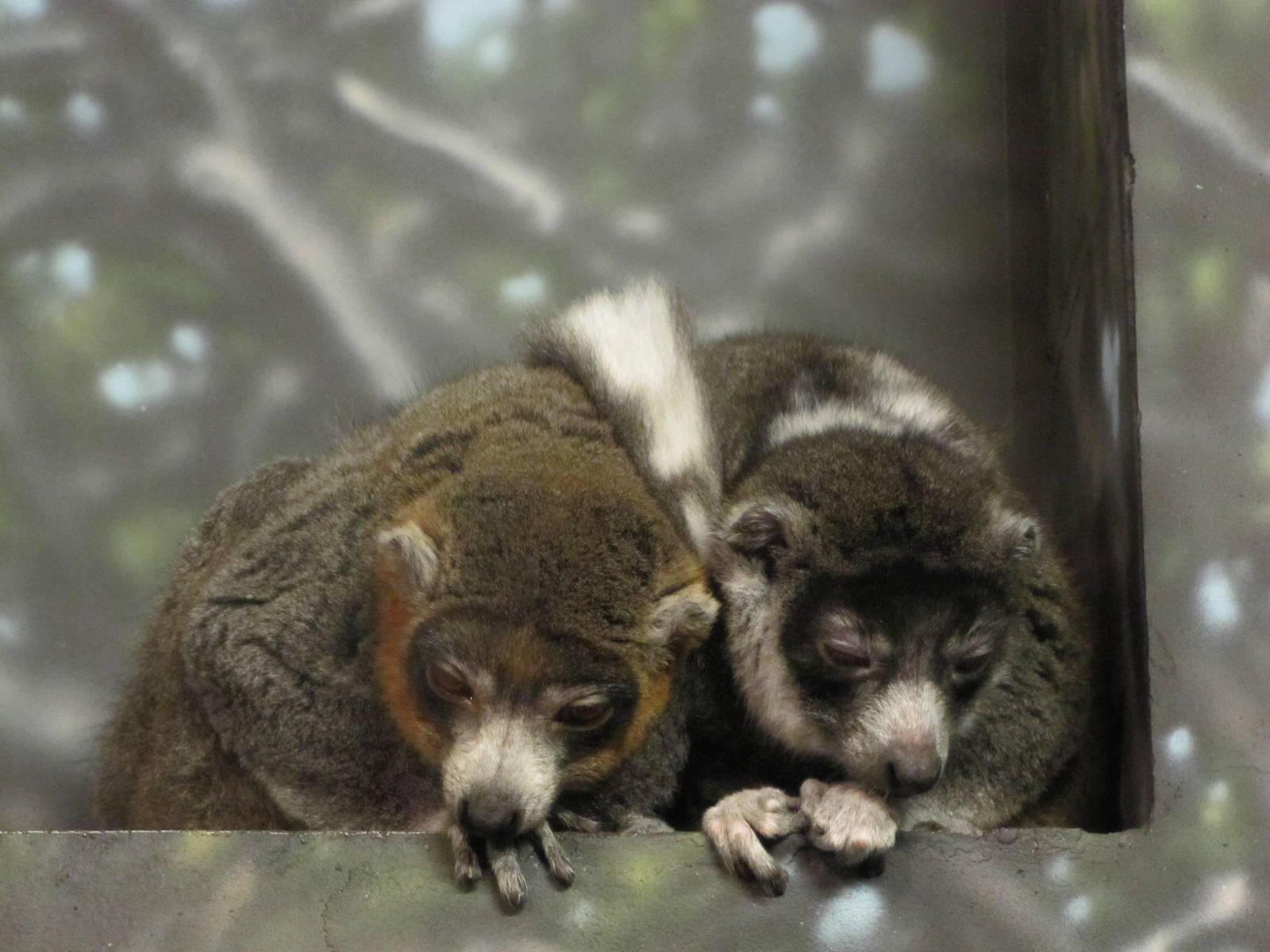 Henry Doorly Zoo 2010 - Mongoose Lemur in Expedition Madagascar