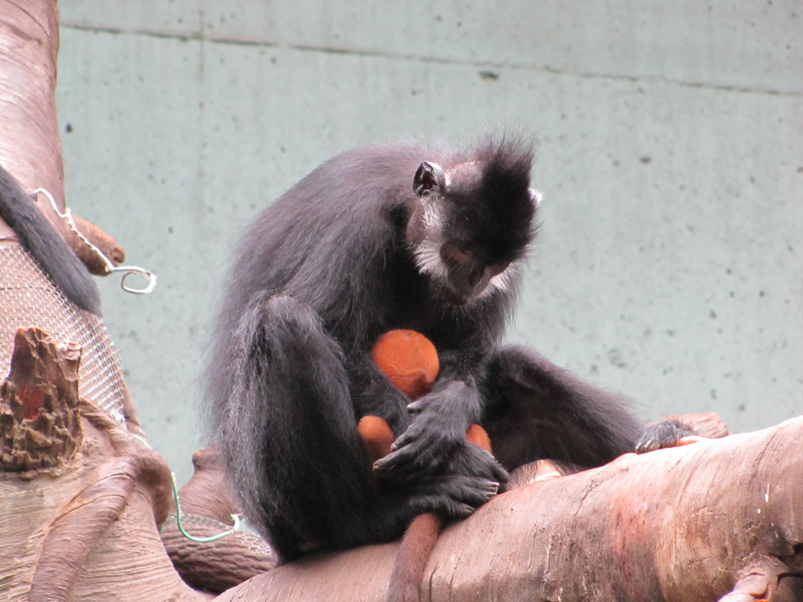 Henry Doorly Zoo 2010 - Motherly love among Langurs in Lied Jungle