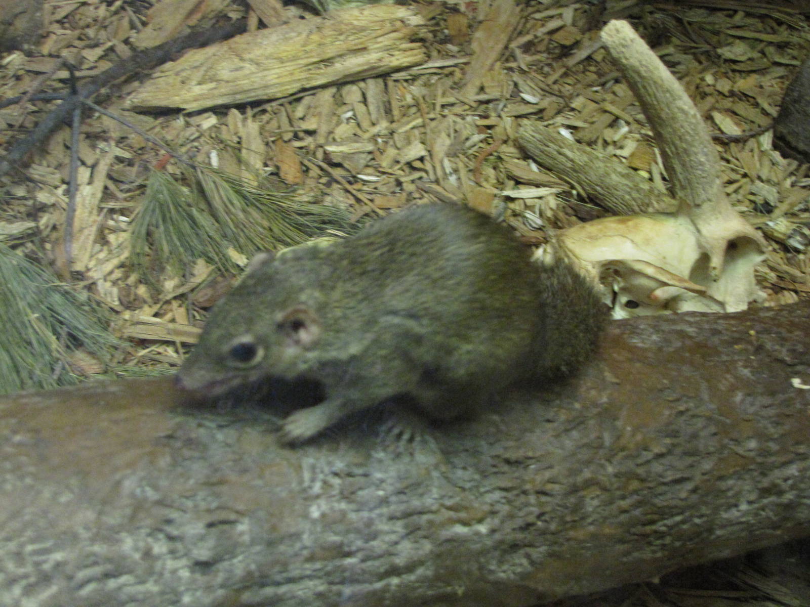 Henry Doorly Zoo 2010 - Northern Tree Shrew in Hubbard Gorilla Valley