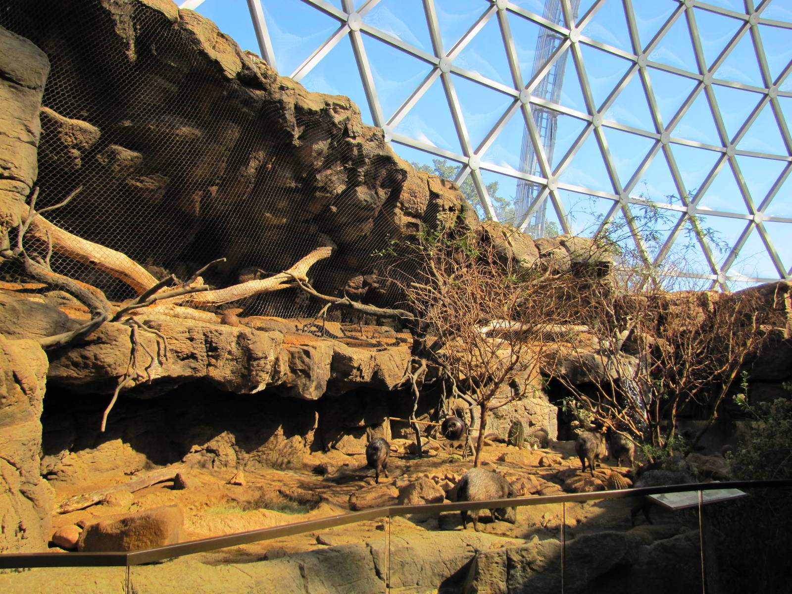 Henry Doorly Zoo 2010 - Ocelot and Collared Peccary exhibits in the Sonora