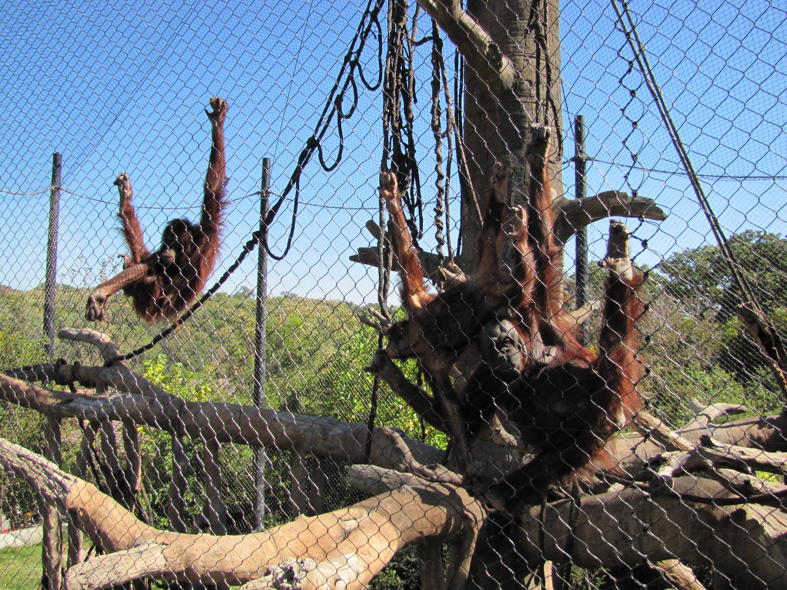 Henry Doorly Zoo 2010 - Orangutans in Hubbard Orangutan Forest