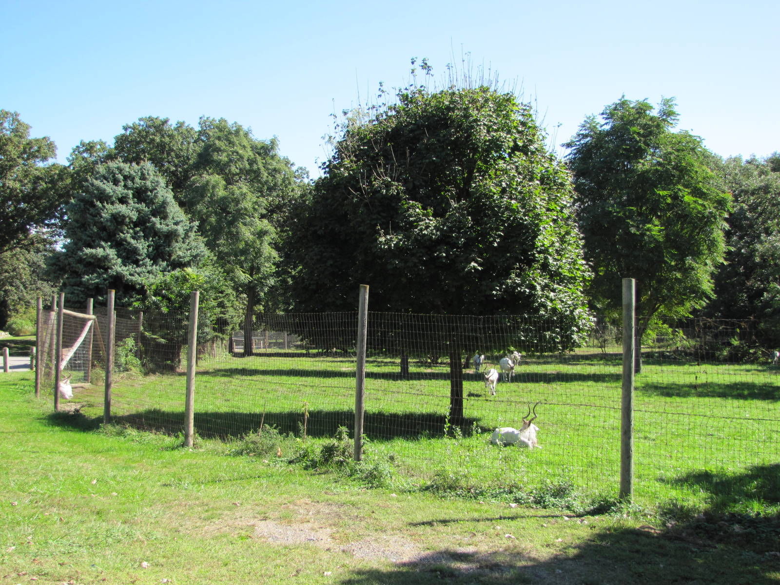 Henry Doorly Zoo 2010 - Part of Addax enclosure