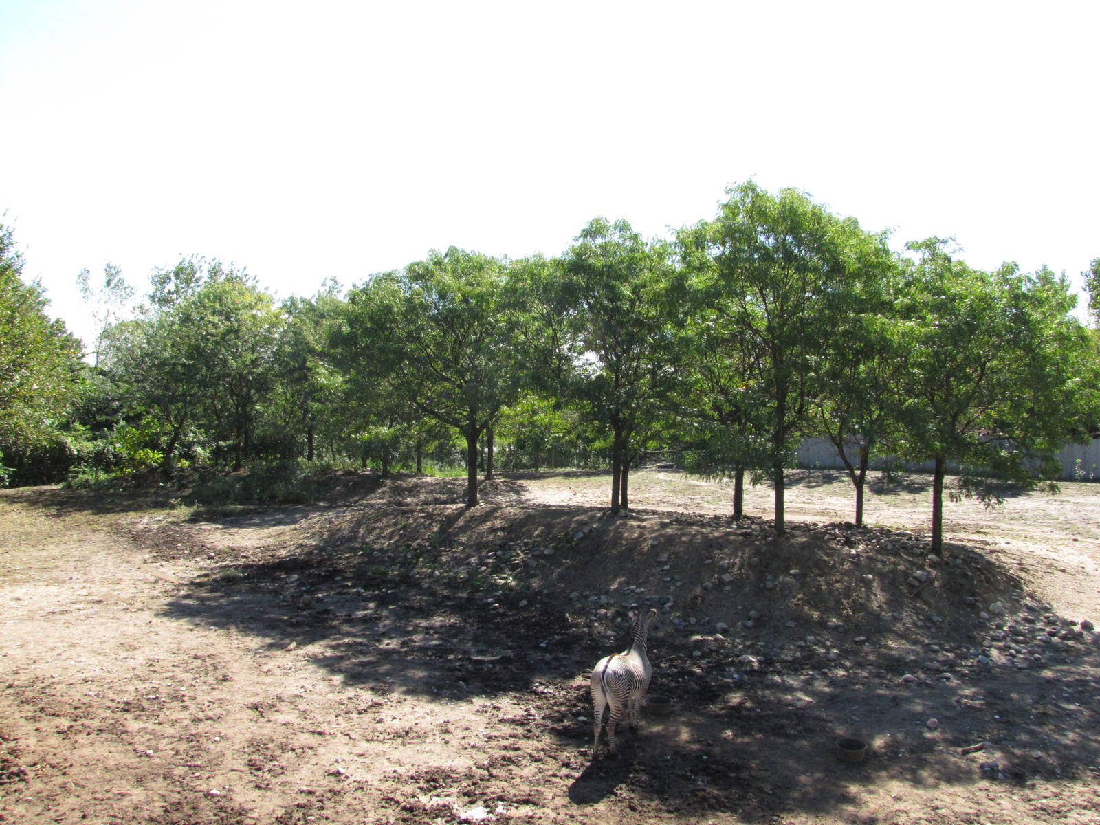 Henry Doorly Zoo 2010 - Part of Grevy Zebra enclosure