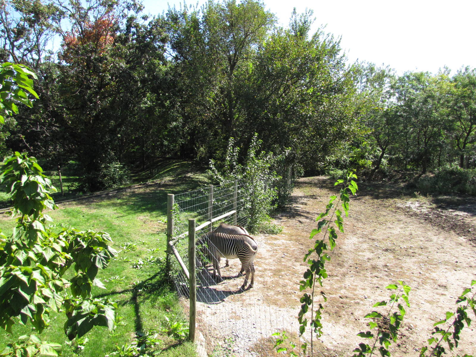 Henry Doorly Zoo 2010 - Part of Grevy Zebra enclosure