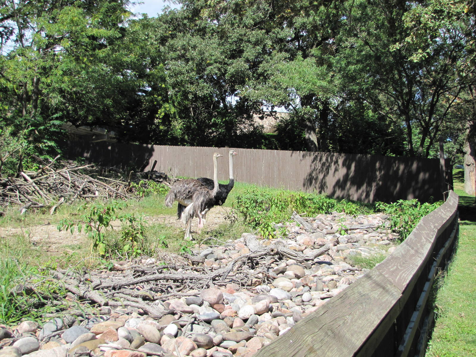 Henry Doorly Zoo 2010 - Part of Ostrich exhibit in African Veldt