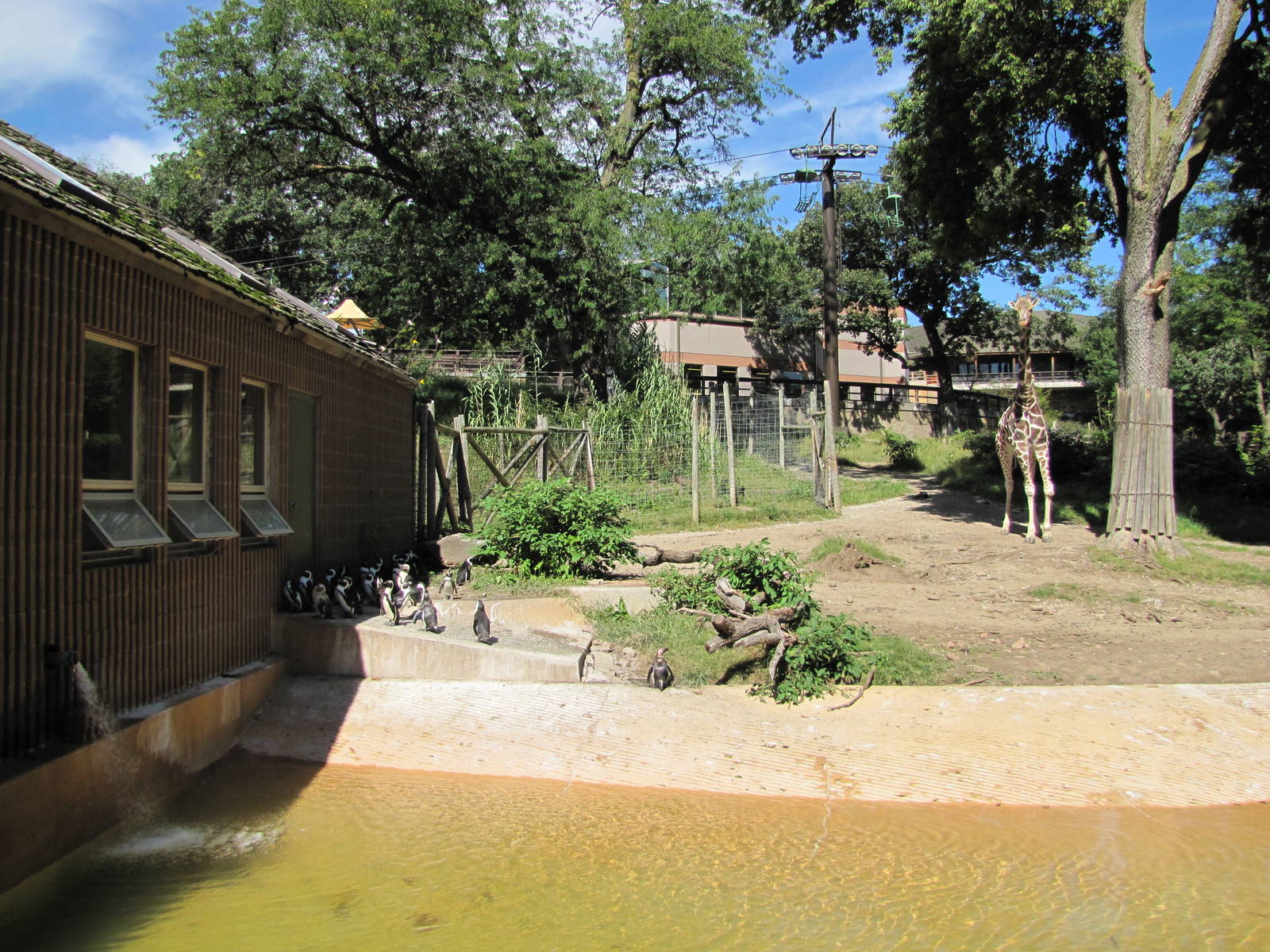 Henry Doorly Zoo 2010 - Part of Reticulated Giraffe and Jackass Penguin exh
