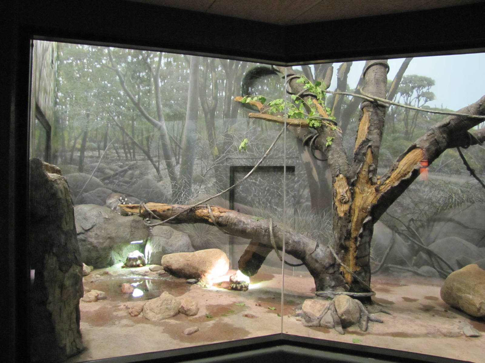 Henry Doorly Zoo 2010 - Part of Ring-tailed Lemur exhibit in Expedition Mad