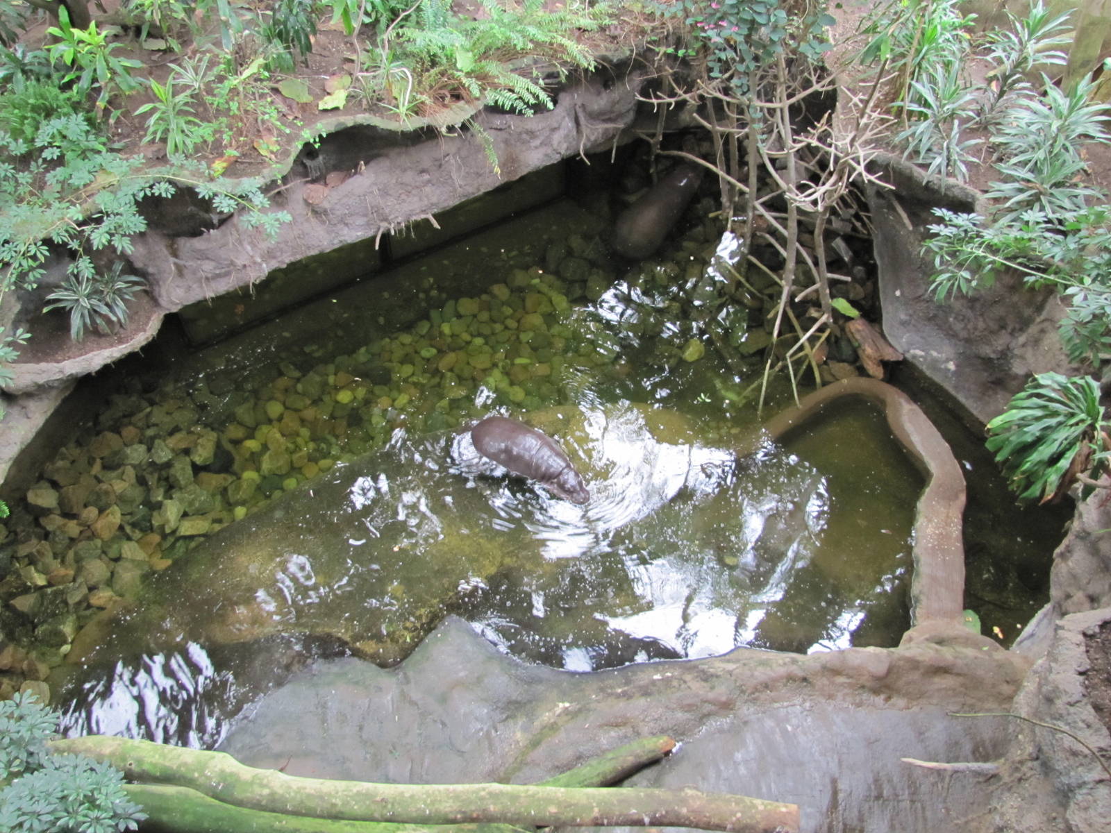 Henry Doorly Zoo 2010 - Pigmy Hippopotamus exhibit in Lied Jungle