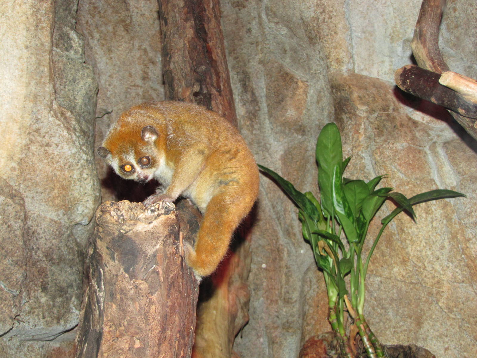 Henry Doorly Zoo 2010 - Pigmy Slow Loris in Lied Jungle