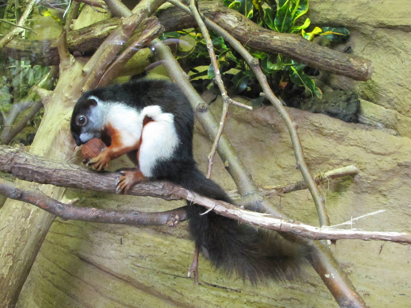Henry Doorly Zoo 2010 - Prevosts Squirrel in Lied Jungle