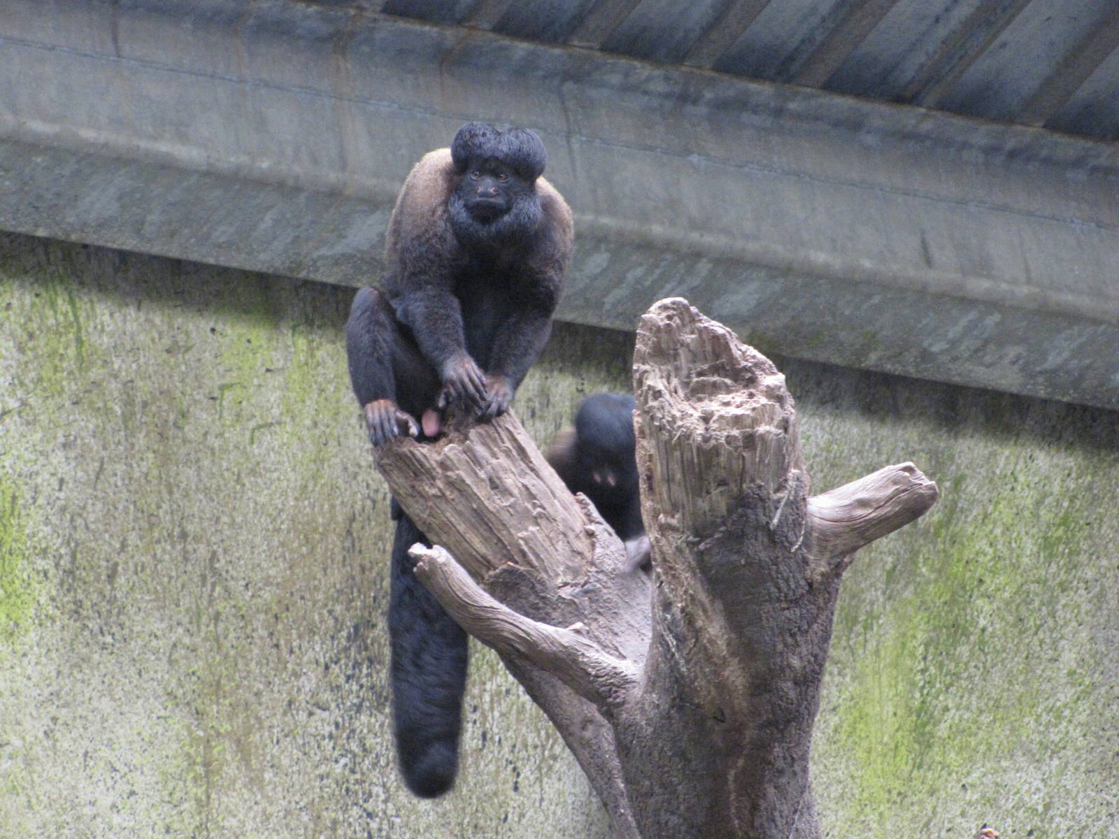 Henry Doorly Zoo 2010 - Red-backed Bearded Saki in Lied Jungle