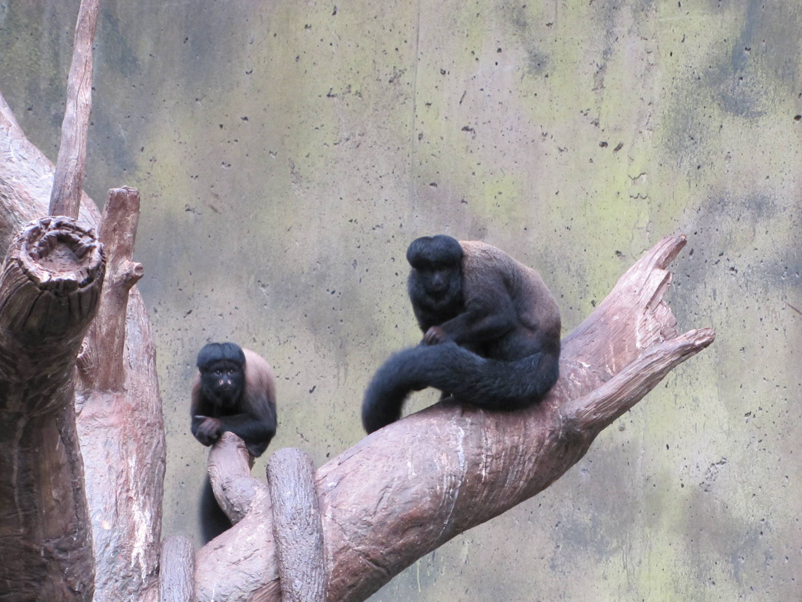 Henry Doorly Zoo 2010 - Red-backed Bearded Sakis in Lied Jungle