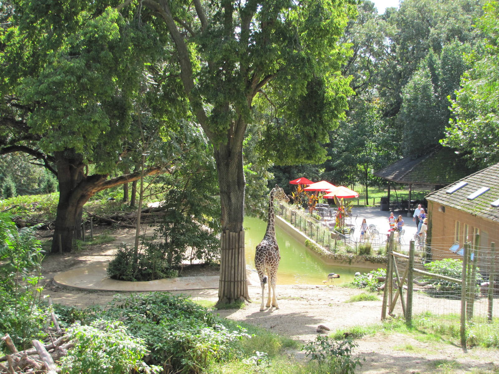 Henry Doorly Zoo 2010 - Reticulated Giraffe and Jackass Penguin exhibit see