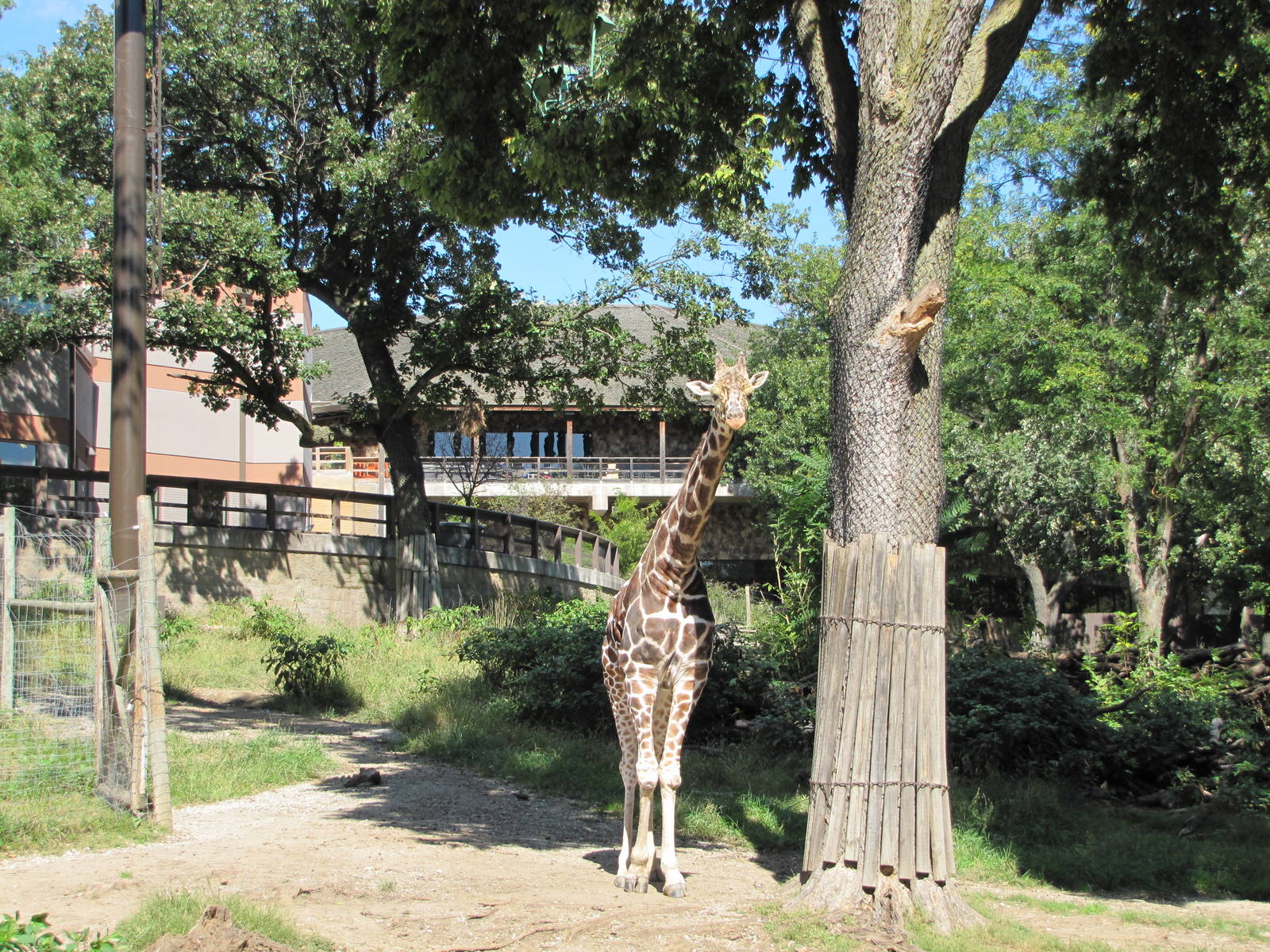 Henry Doorly Zoo 2010 - Reticulated Giraffe