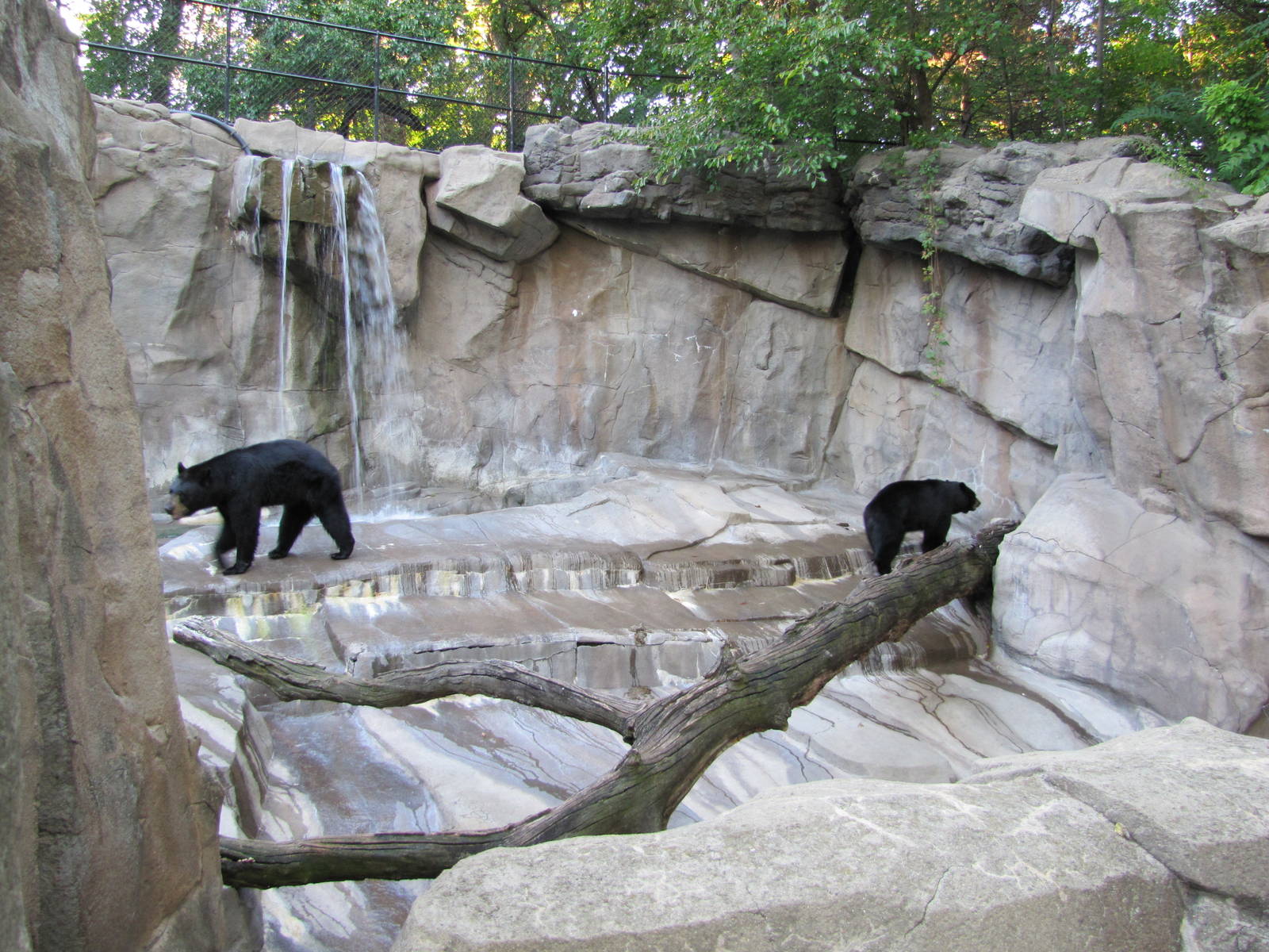 Henry Doorly Zoo 2010 - Right part of American Black Bear exhibit in Bear C