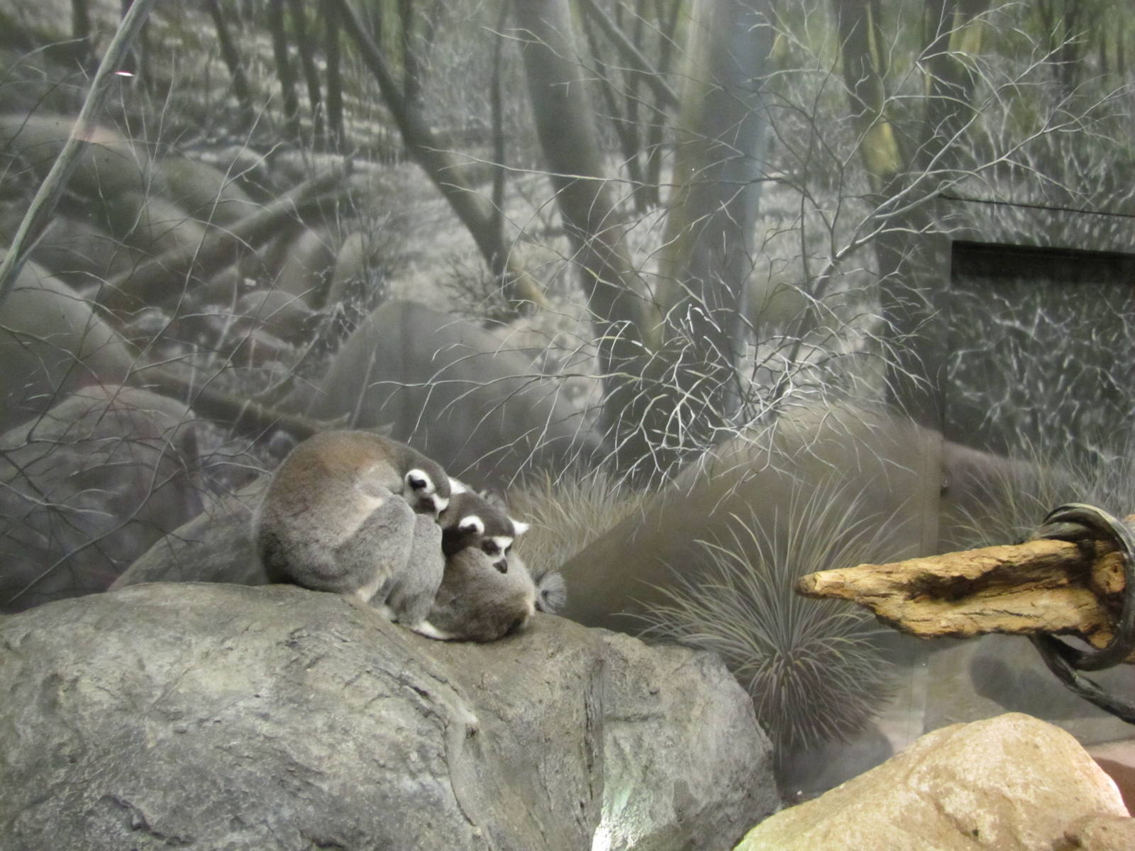 Henry Doorly Zoo 2010 - Ring-tailed Lemurs in Expedition Madagascar