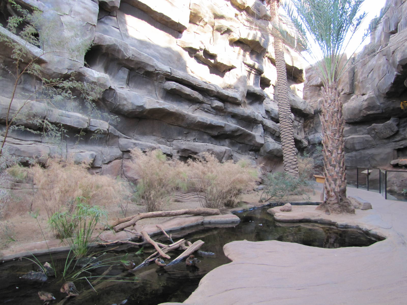 Henry Doorly Zoo 2010 - Rock Hyrax exhibit in Desert Dome