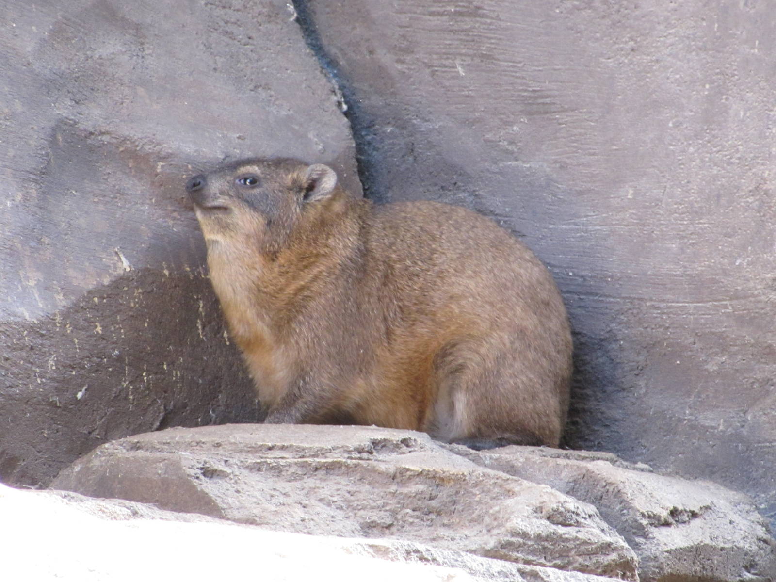 Henry Doorly Zoo 2010 - Rock Hyrax in Desert Dome