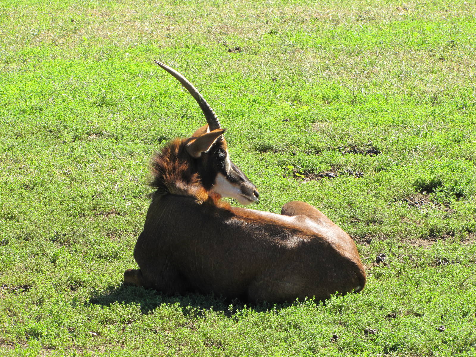 Henry Doorly Zoo 2010 - Sable Antelope