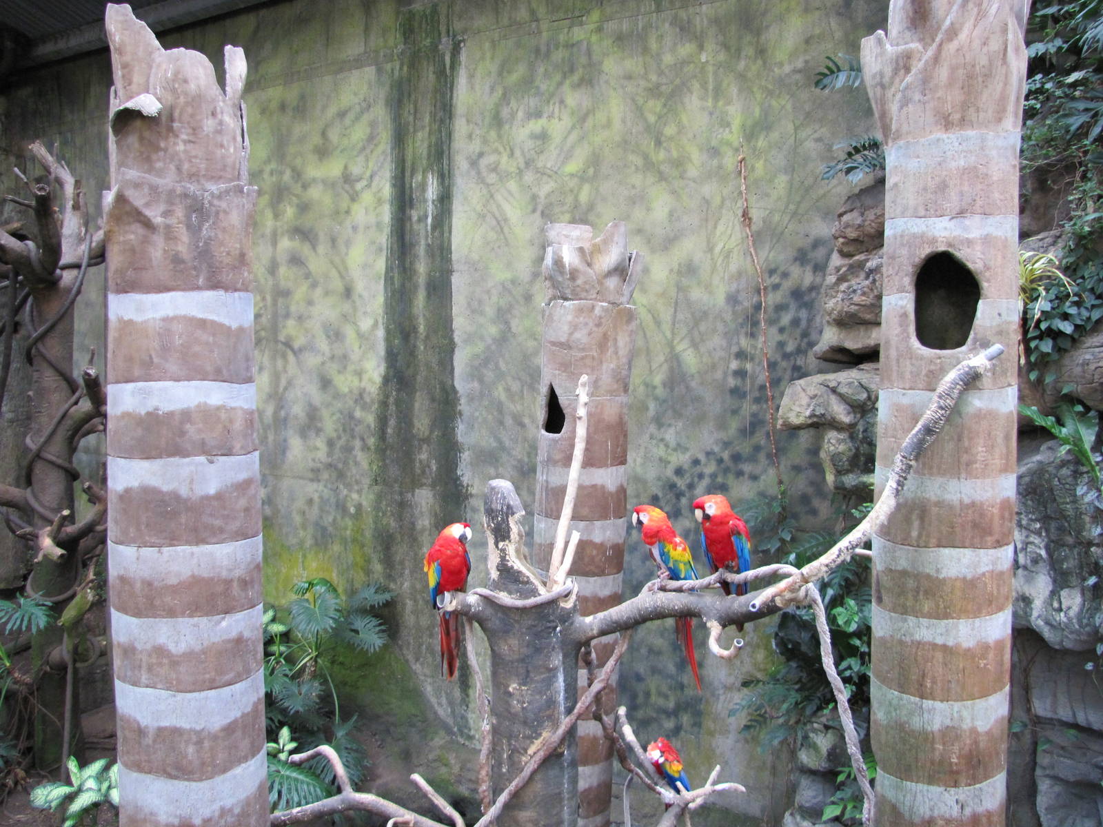 Henry Doorly Zoo 2010 - Scarlet Macaws in Jungle World