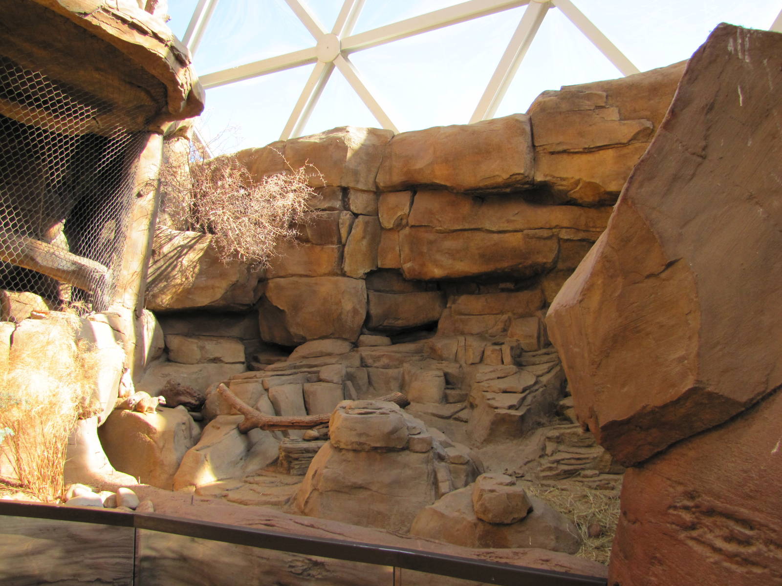 Henry Doorly Zoo 2010 - Serval and Meerkat exhibits in Desert Dome