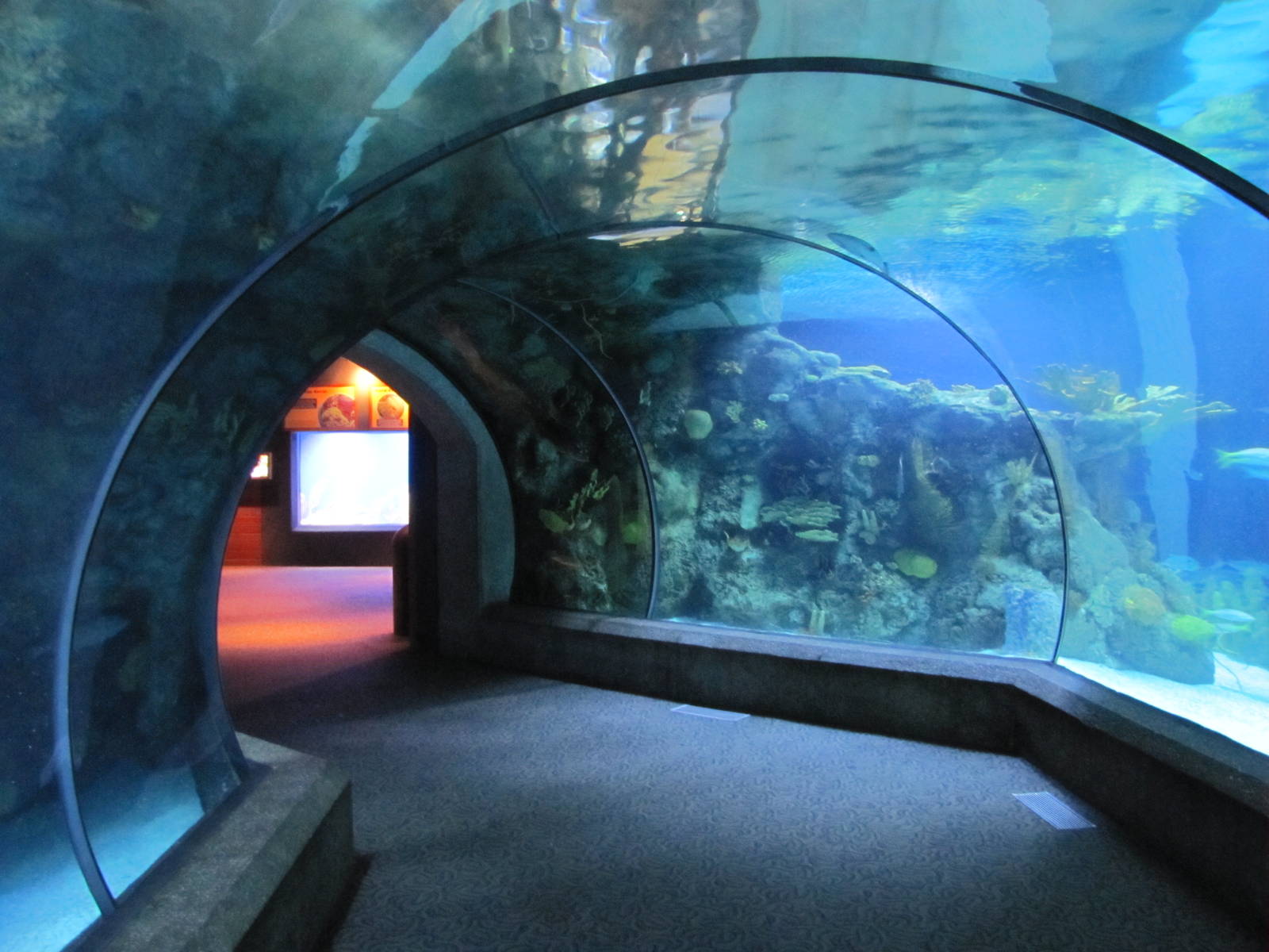 Henry Doorly Zoo 2010 - Shark Tunnel in Kingdoms of the Seas Aquarium