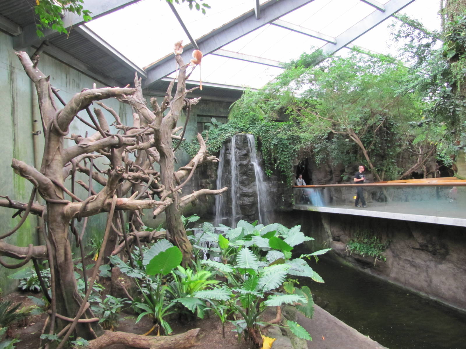 Henry Doorly Zoo 2010 - Side of Ebony and Francois Langur exhibit in Lied J