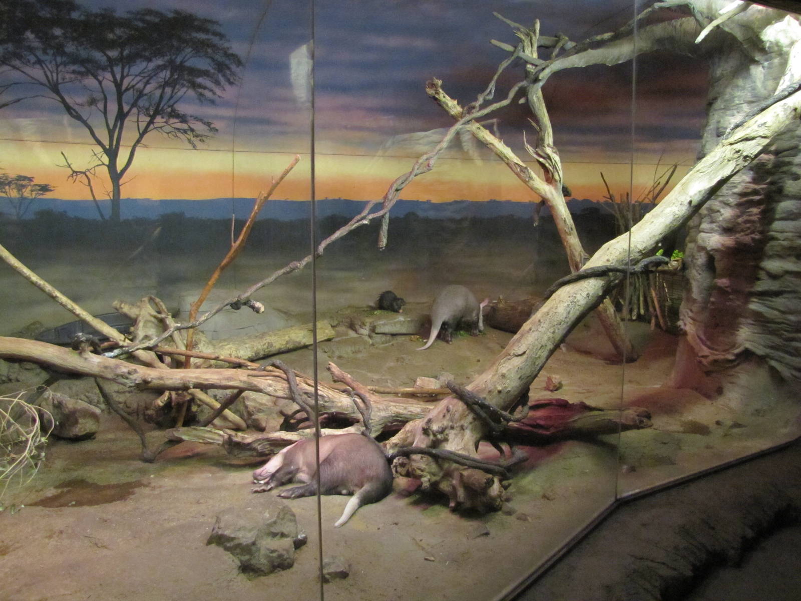 Henry Doorly Zoo 2010 - Small African Mammals in Kingdoms of the Night