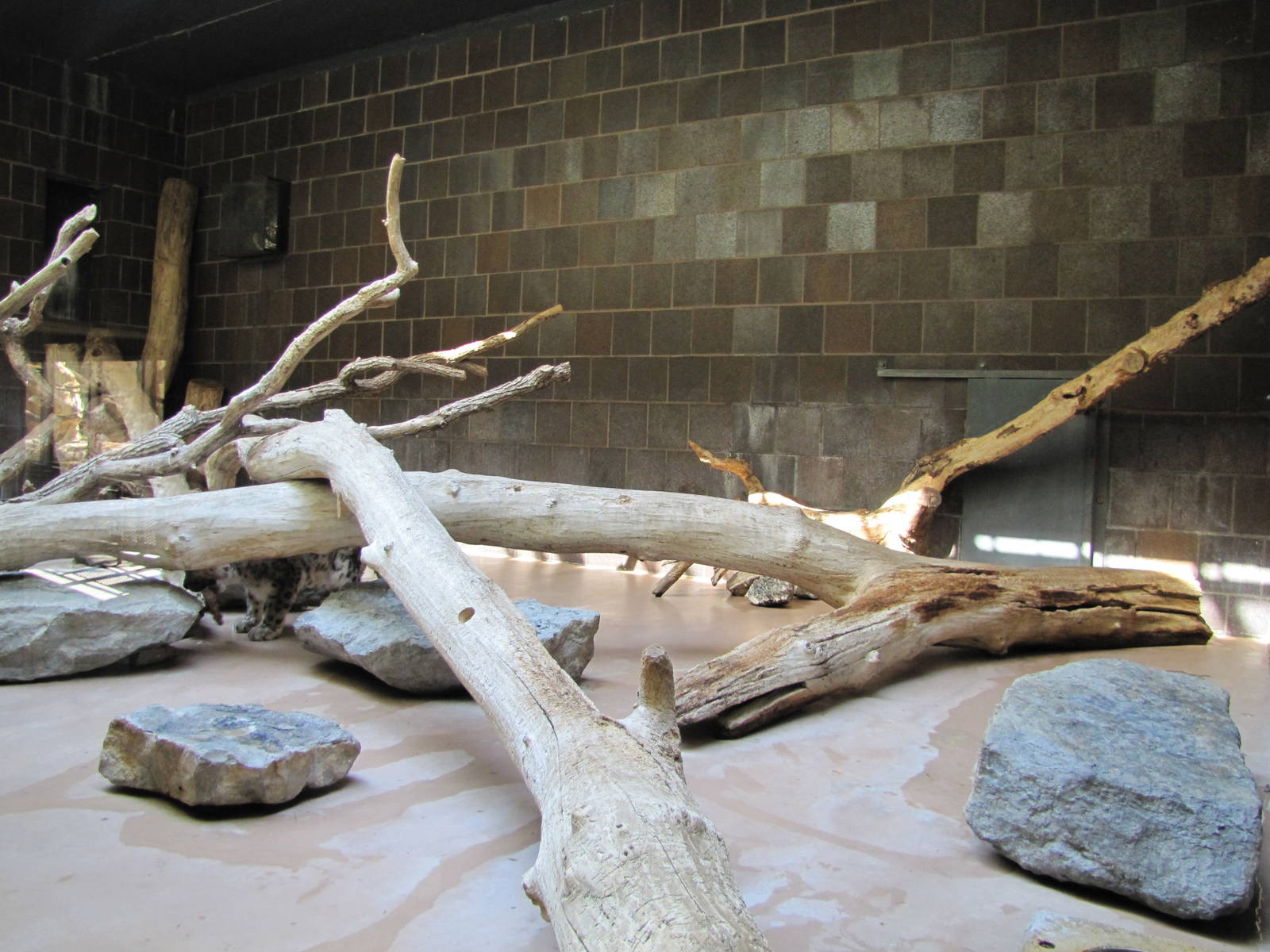 Henry Doorly Zoo 2010 - Snow Leopard exhibit in the Cat Complex