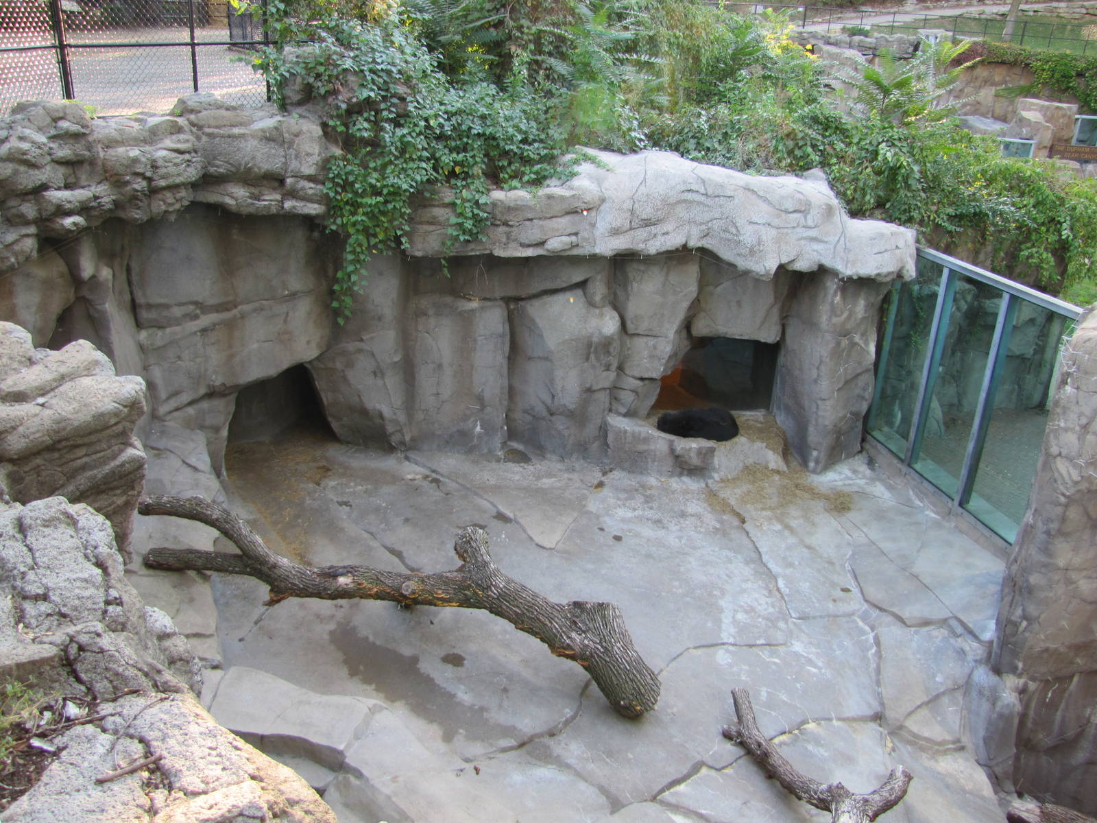 Henry Doorly Zoo 2010 - Spectacled Bear exhibit in Bear Canyon