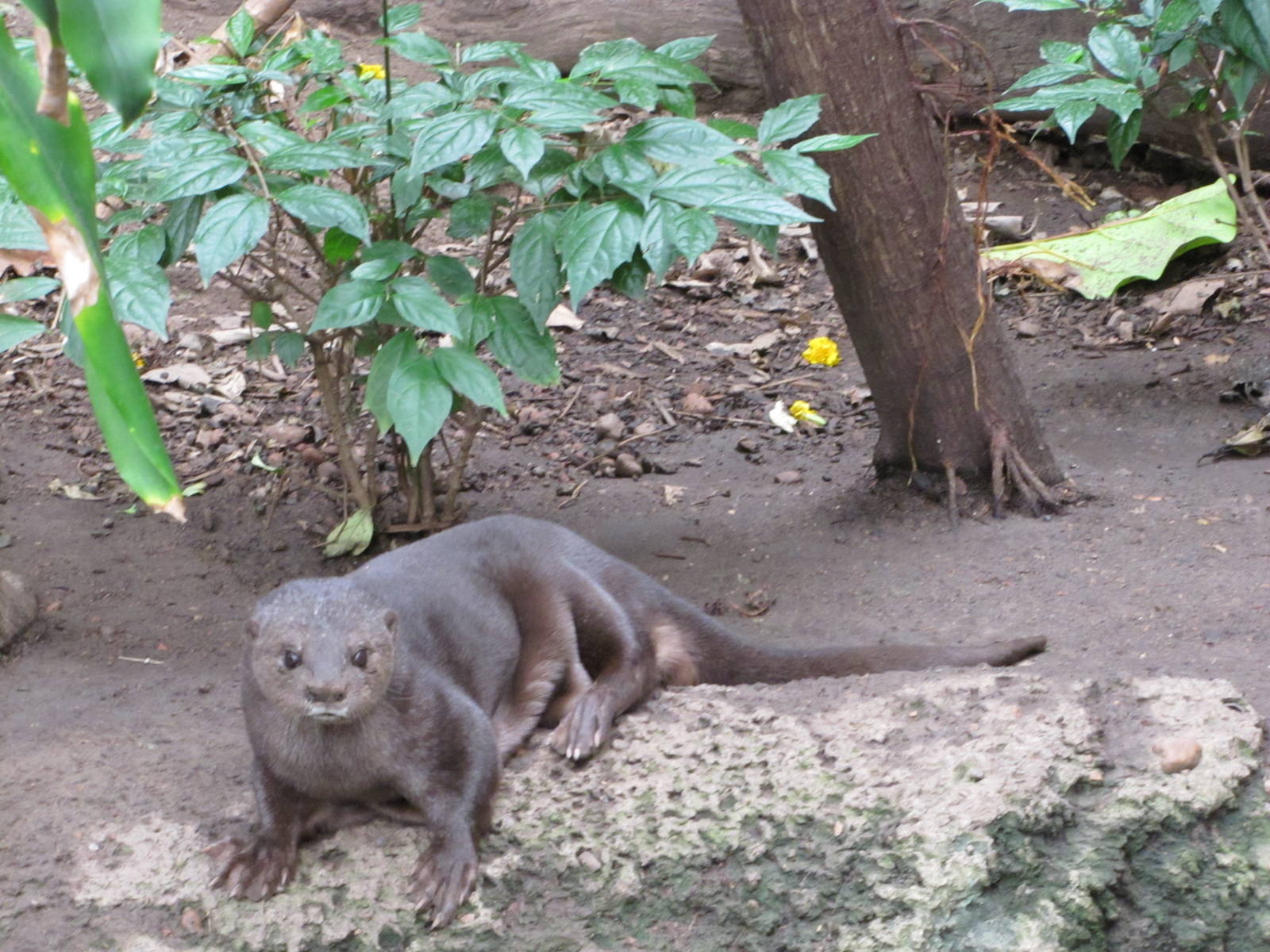 Henry Doorly Zoo 2010 - Spotted-necked Otter in Lied Jungle