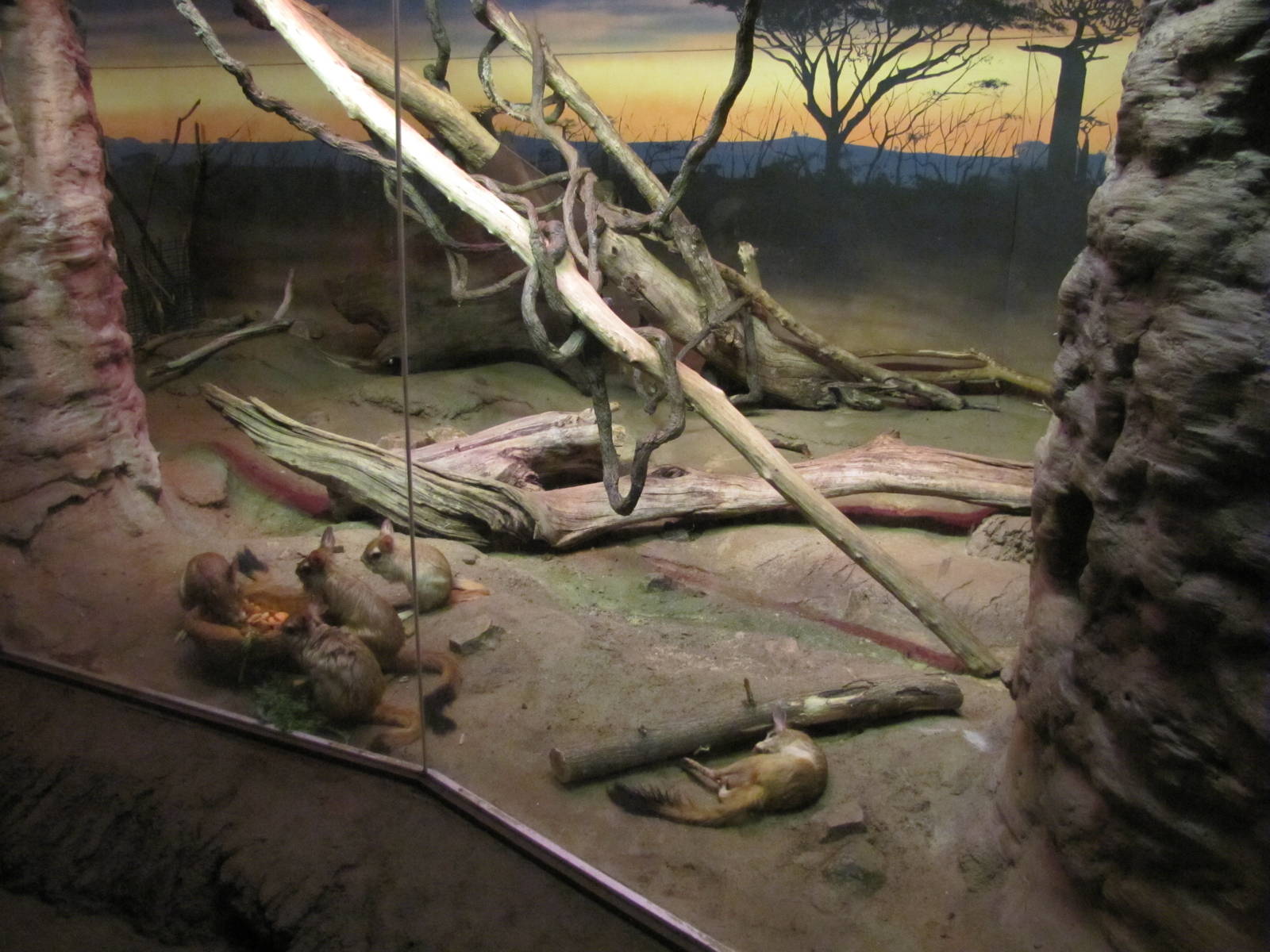 Henry Doorly Zoo 2010 - Springhaas feeding in Kingdoms of the Night