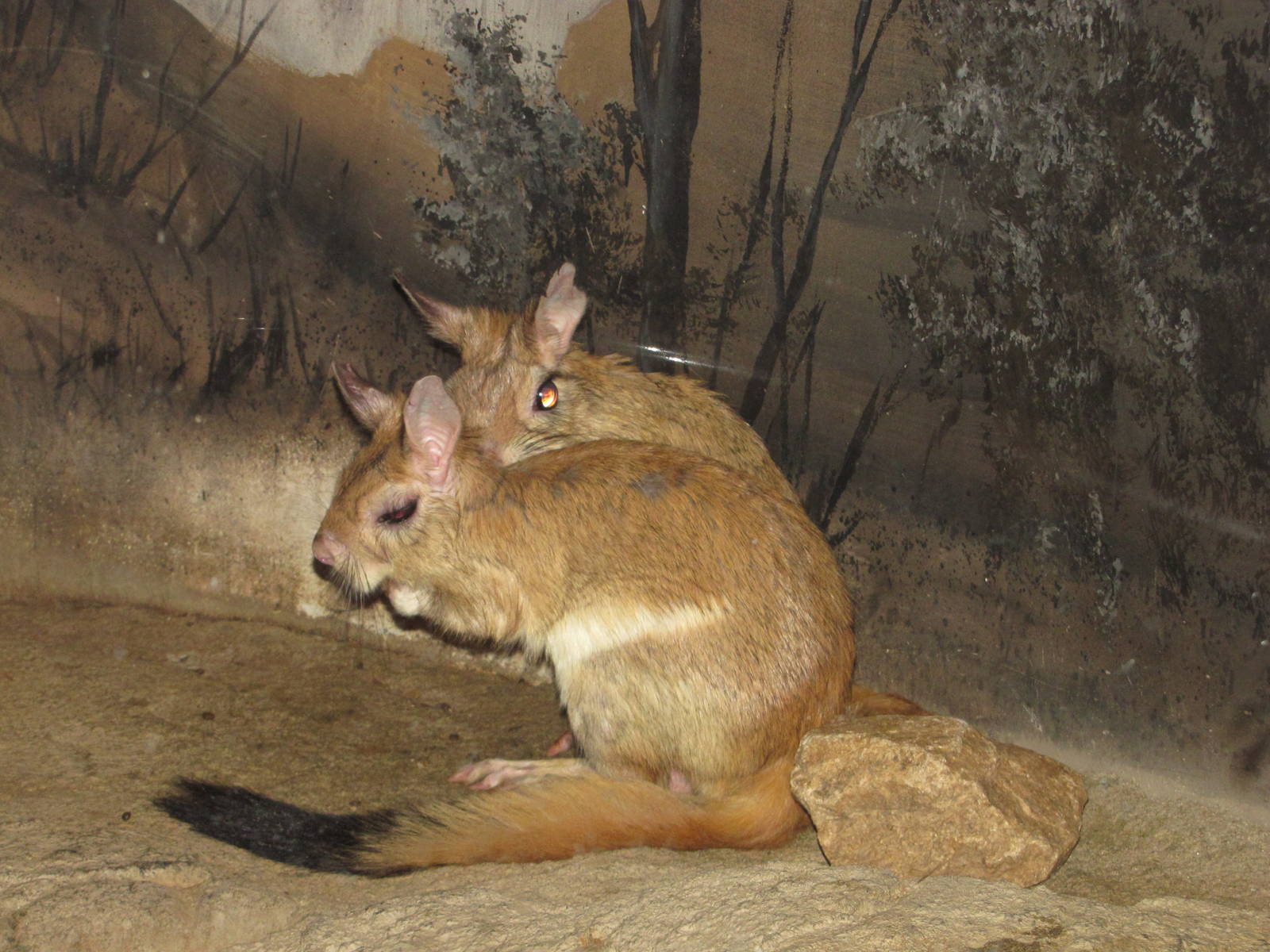 Henry Doorly Zoo 2010 - Springhaas in Kingdoms of the Night