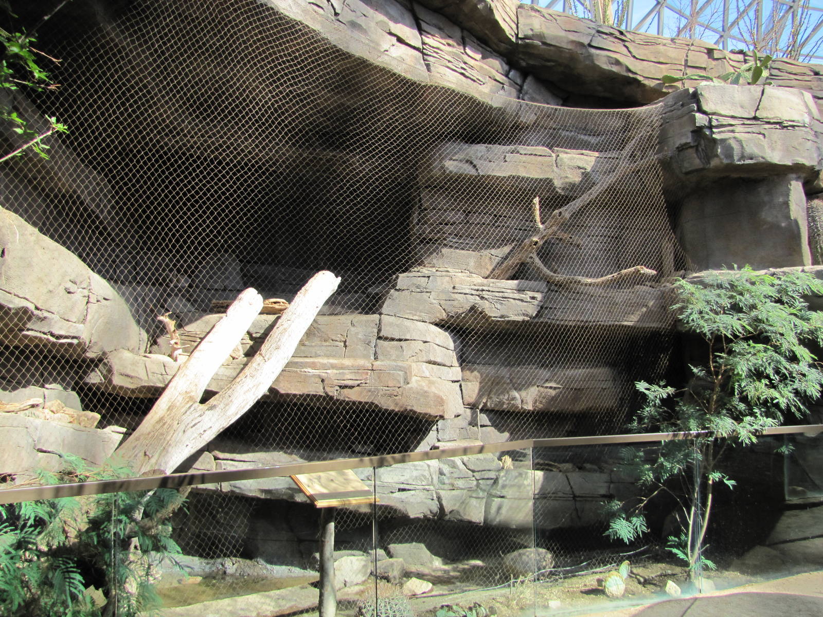 Henry Doorly Zoo 2010 - Swift Fox exhibit in Desert Dome