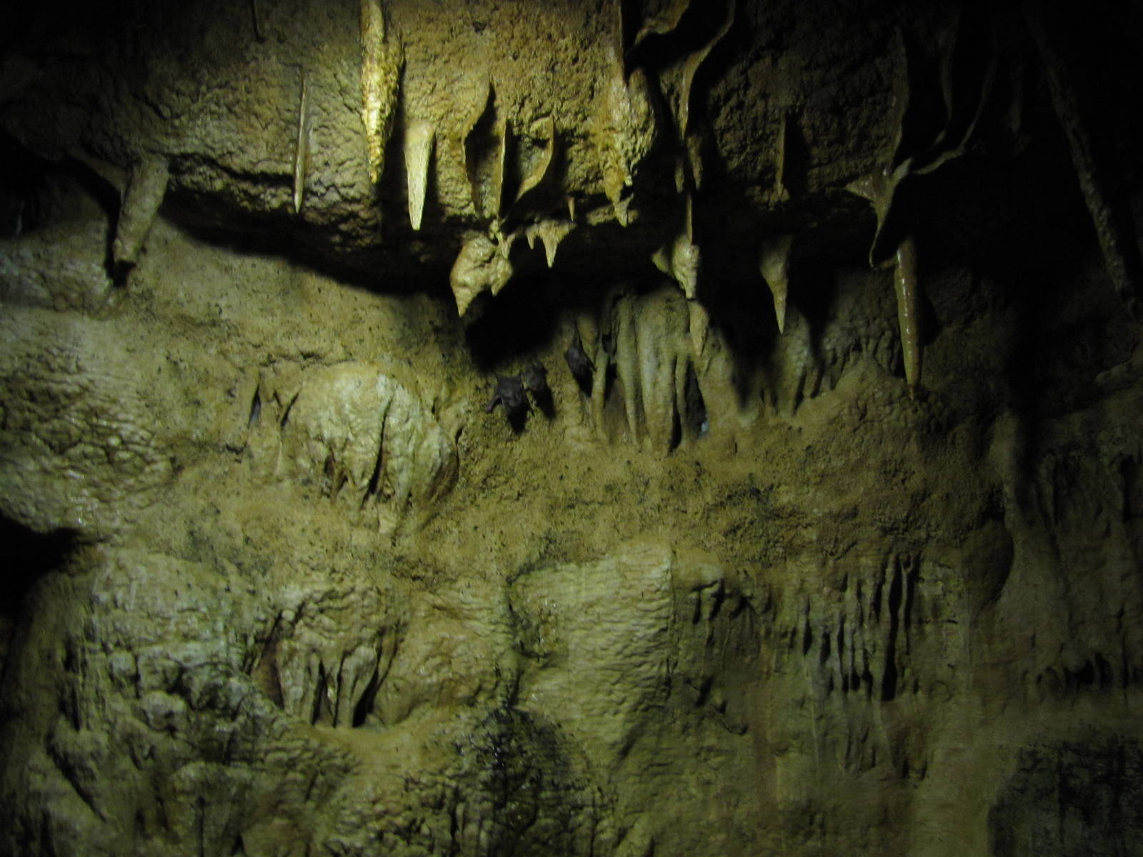 Henry Doorly Zoo 2010 - Top of Common Vampire Bat exhibit in Lied Jungle