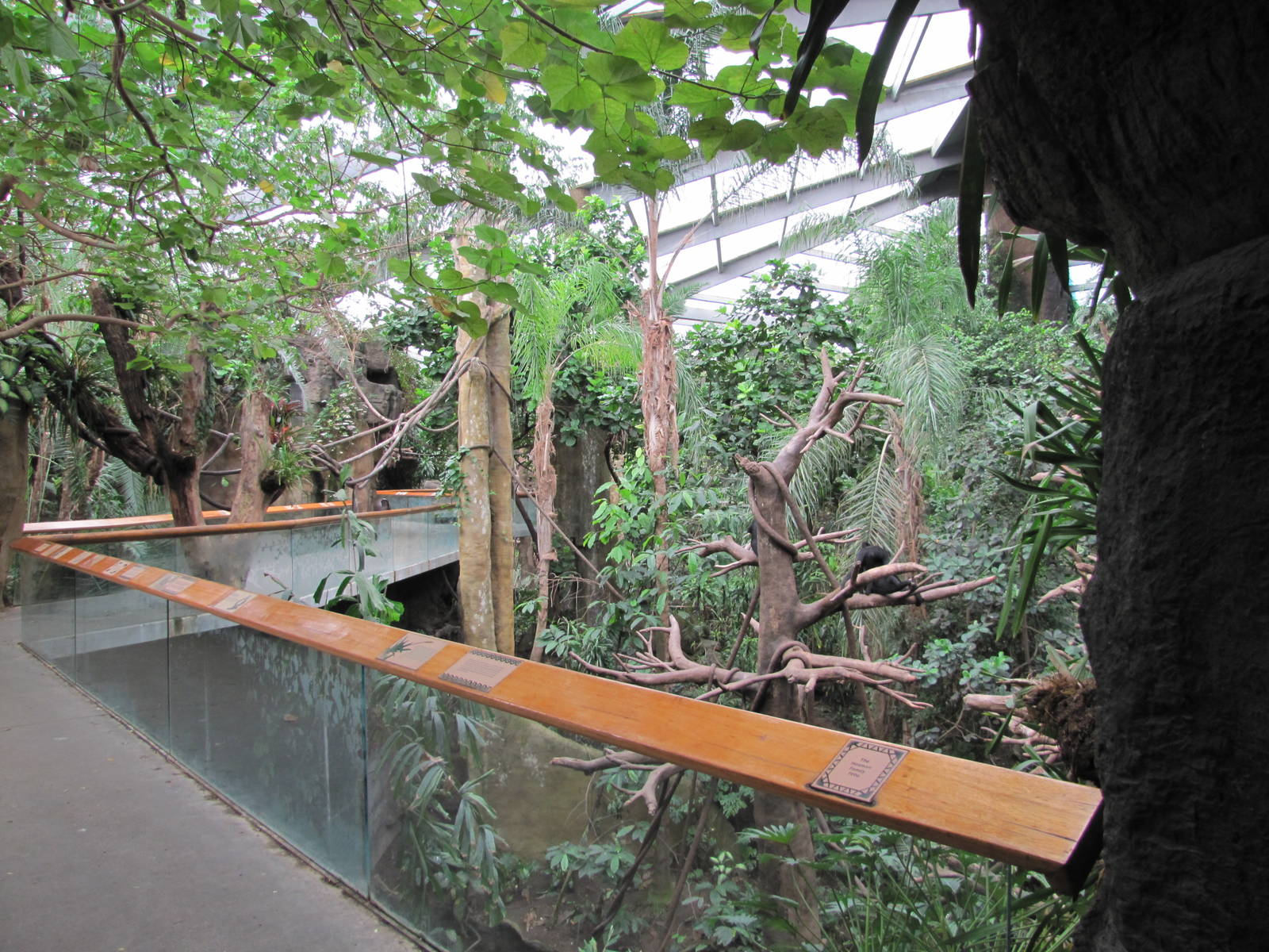 Henry Doorly Zoo 2010 - View towards Black Spider Monkey exhibit in Lied Ju