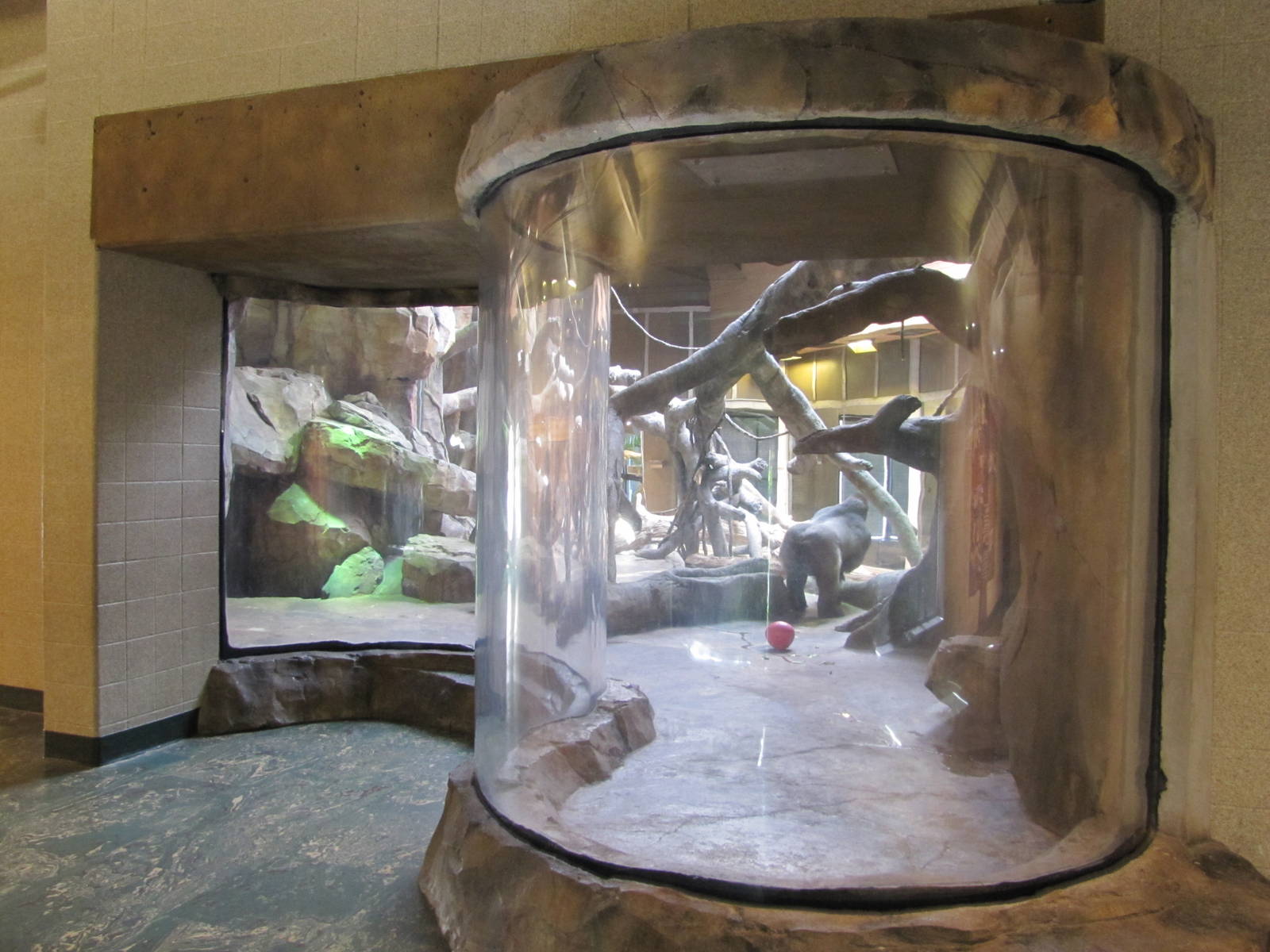 Henry Doorly Zoo 2010 - Viewing window on Gorilla indoor exhibit