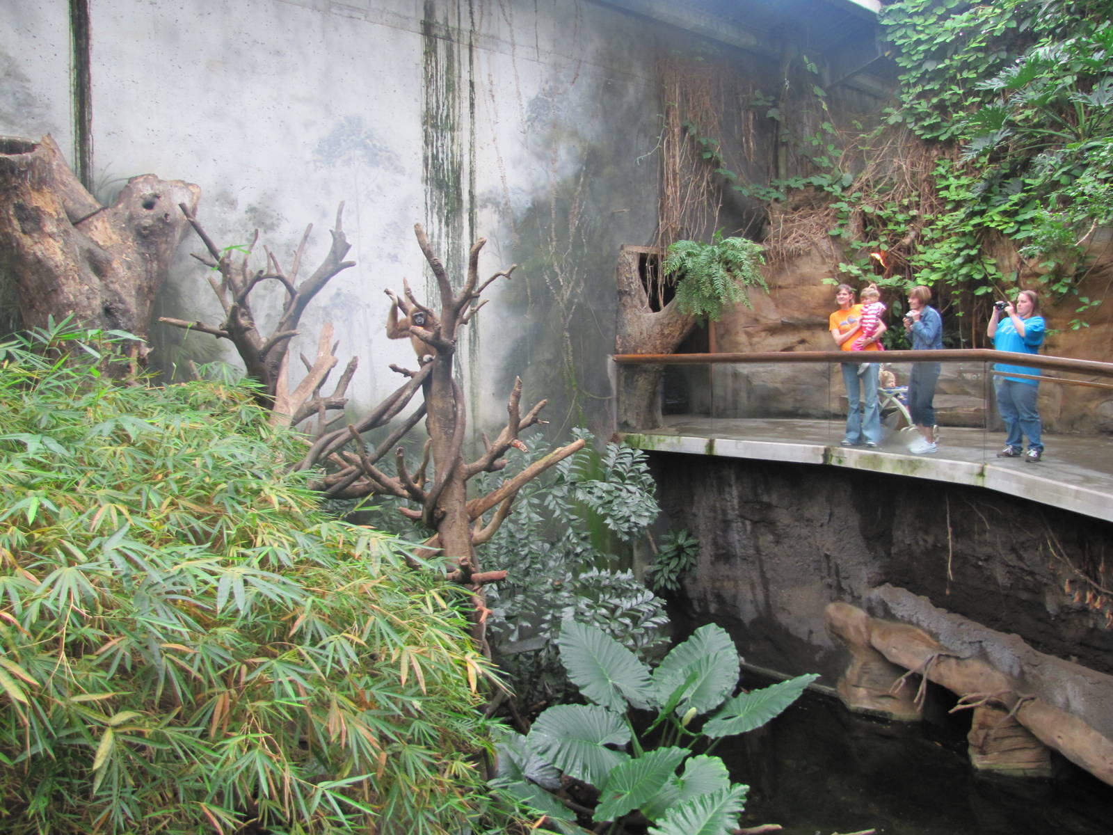 Henry Doorly Zoo 2010 - White-handed Gibbon exhibit in Lied Jungle