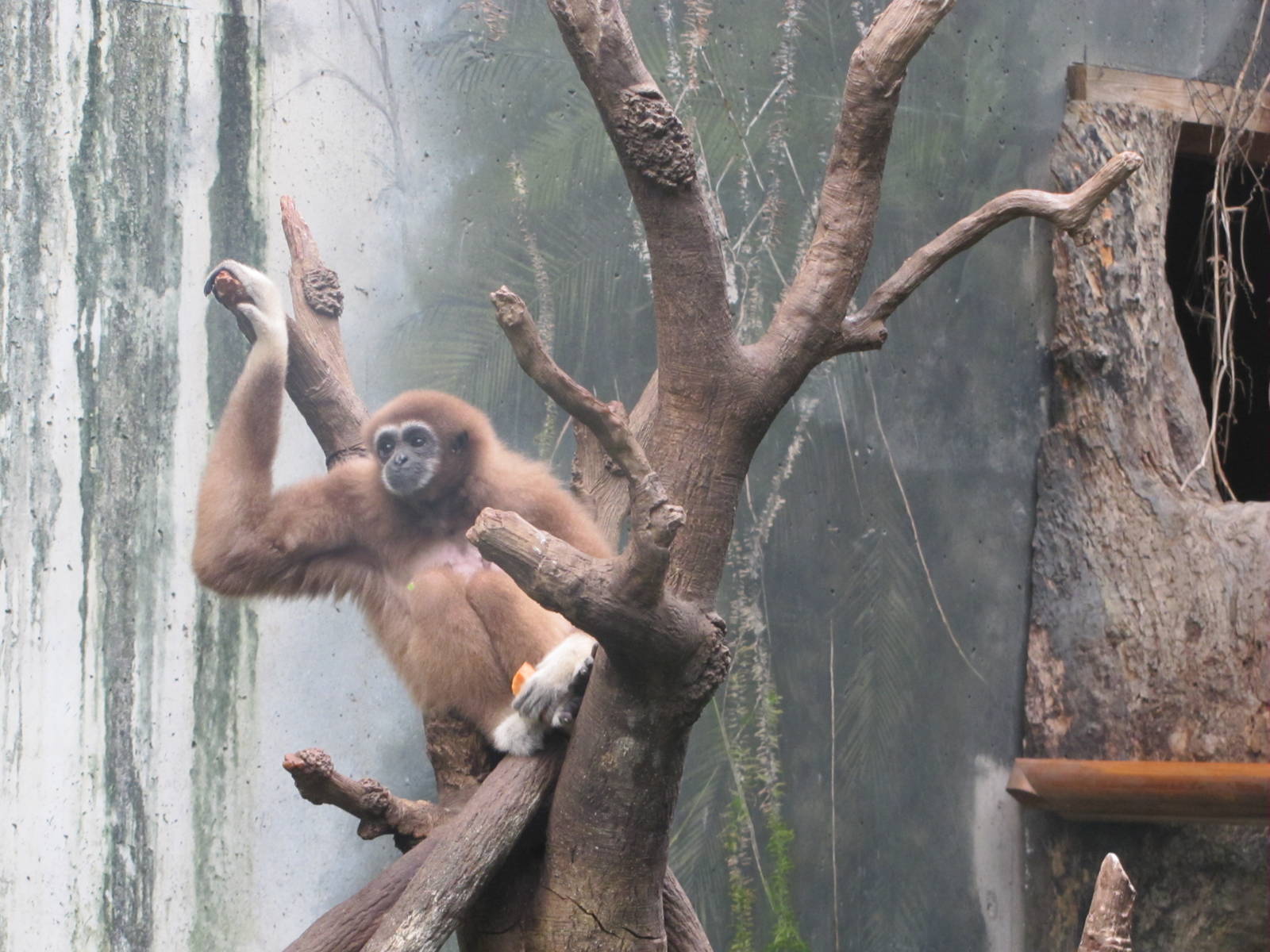 Henry Doorly Zoo 2010 - White-handed Gibbon in Lied Jungle
