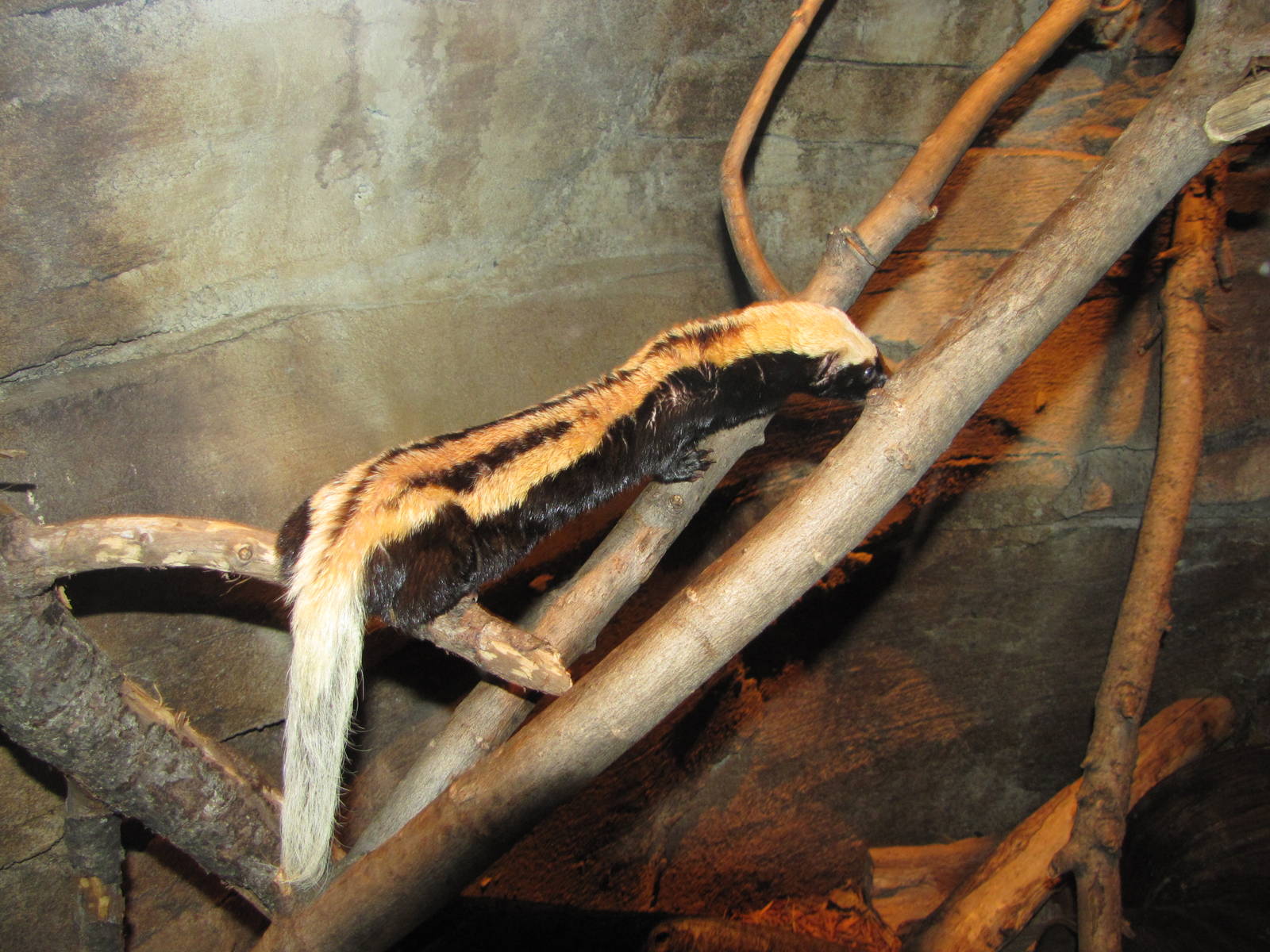Henry Doorly Zoo 2010 - White-napped Weasel in Kingdoms of the Night