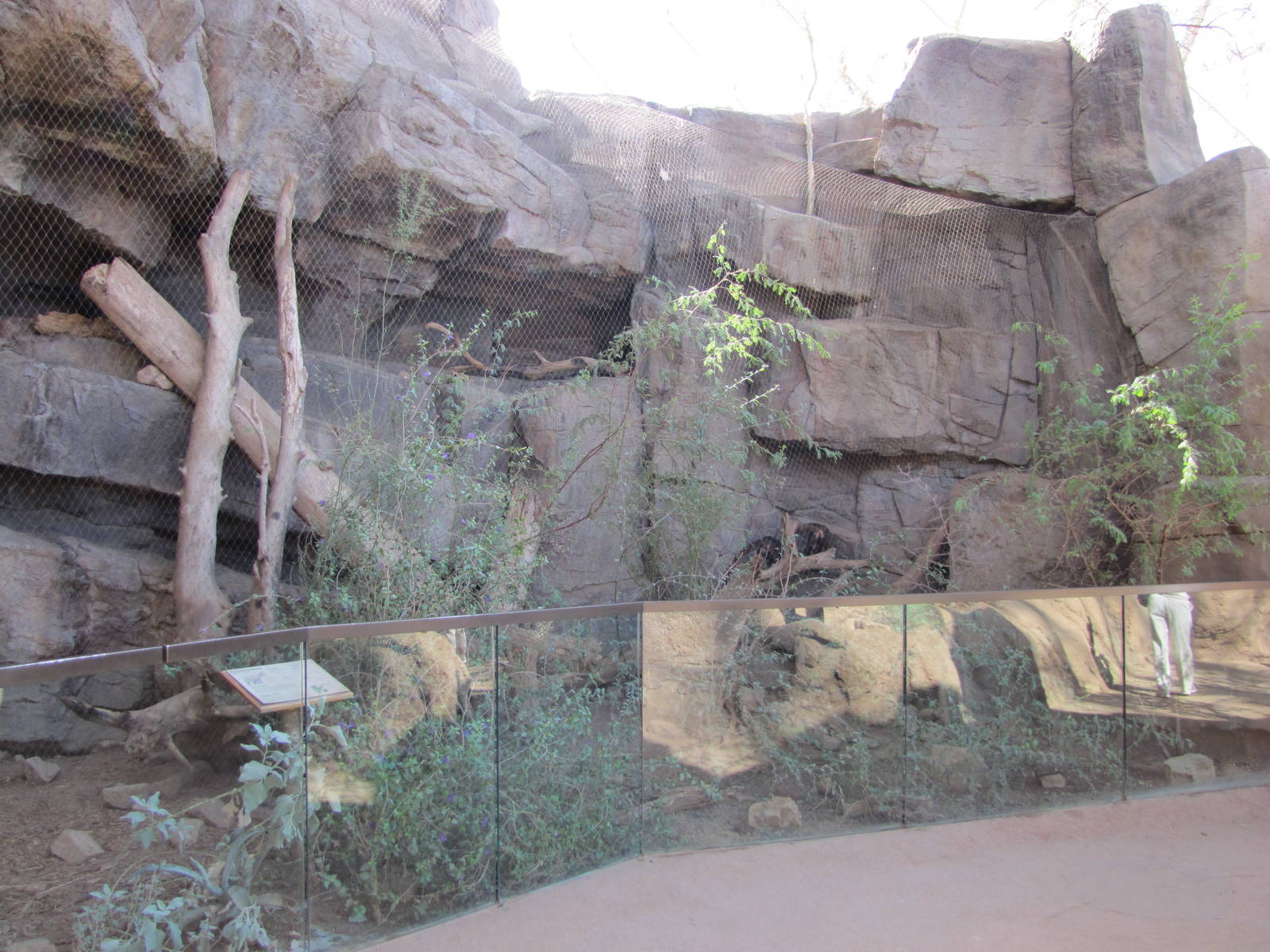 Henry Doorly Zoo 2010 - White-nosed Coatimundi exhibit in Desert Dome