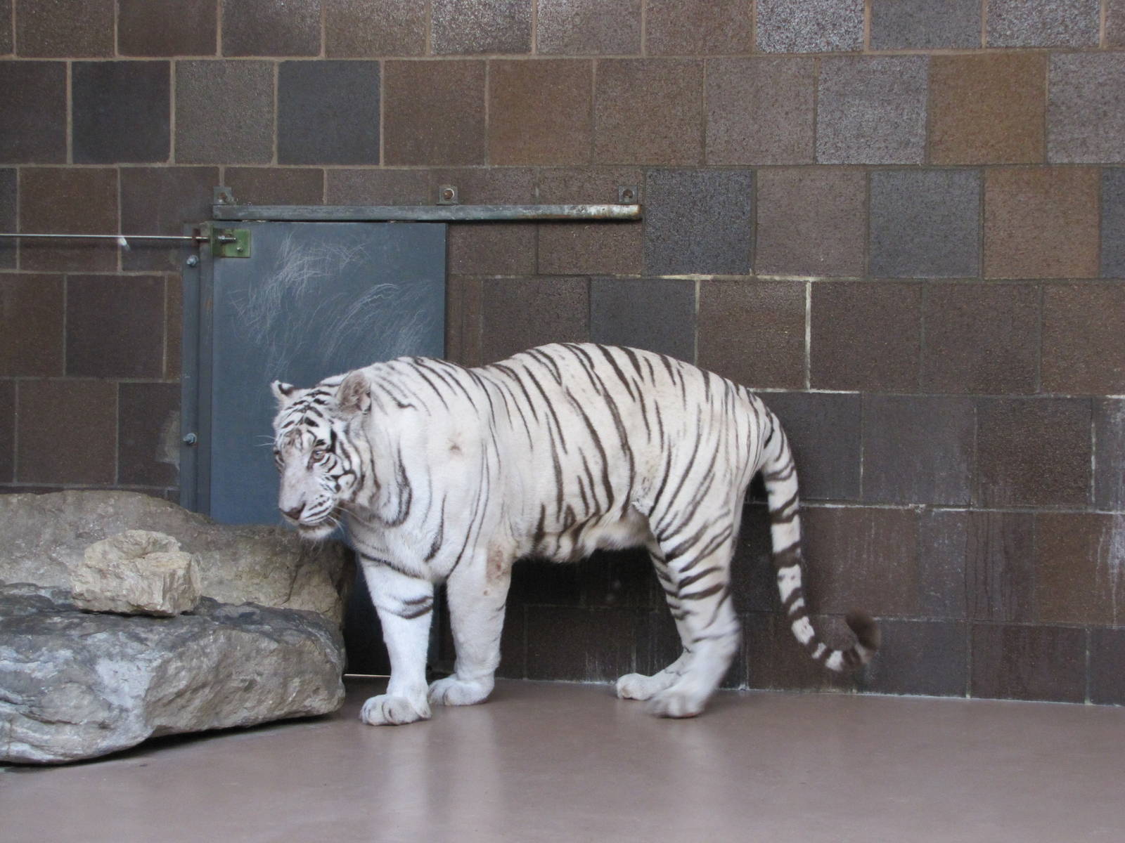 Henry Doorly Zoo 2010 - White Tiger in the Cat Complex