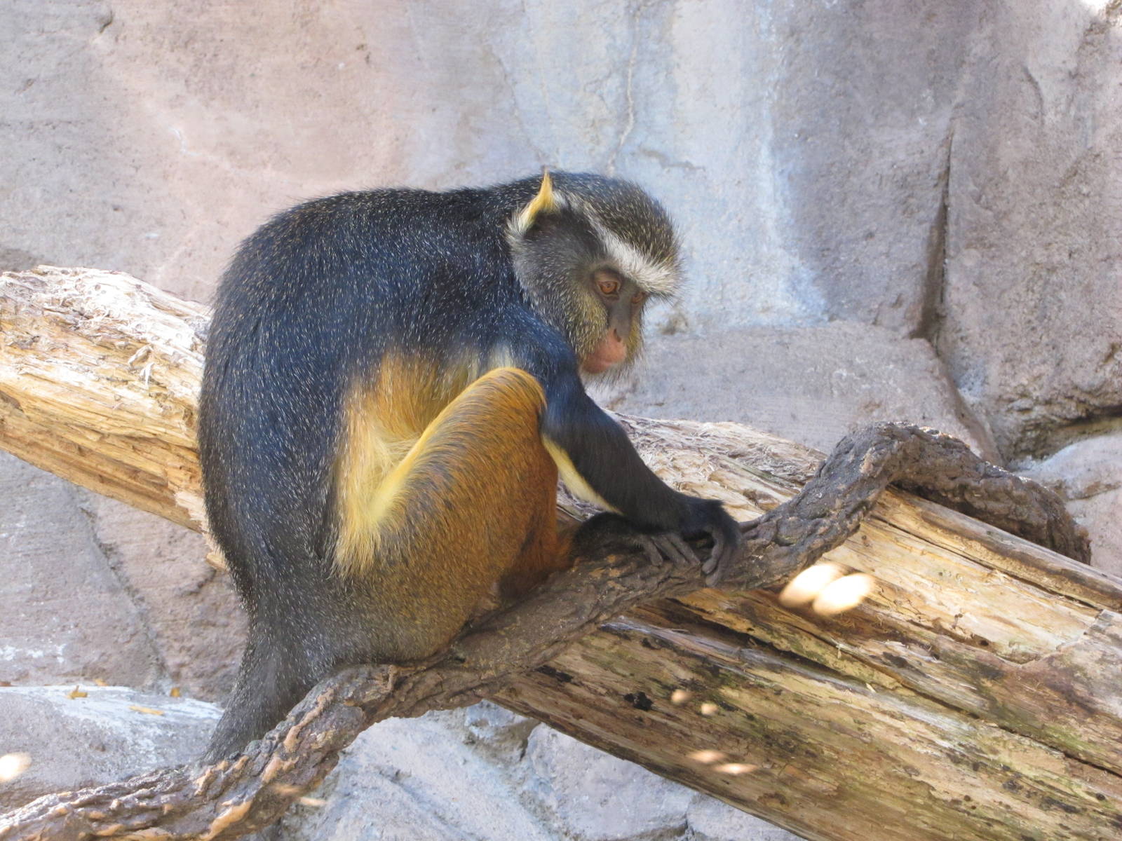 Henry Doorly Zoo 2010 - Wolfs Guenon in Hubbard Gorilla Valley