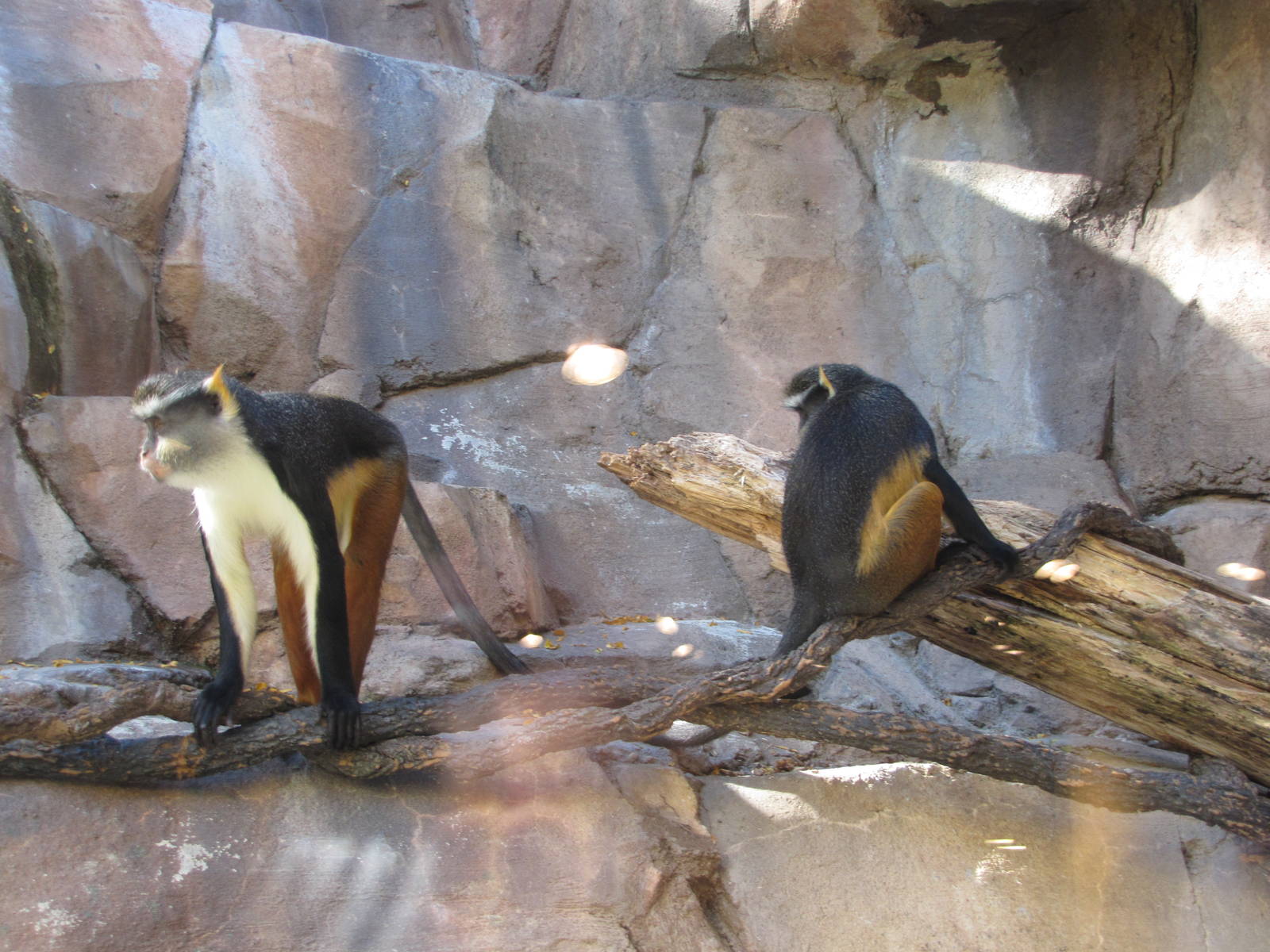 Henry Doorly Zoo 2010 - Wolfs Guenons in Hubbard Gorilla Valley